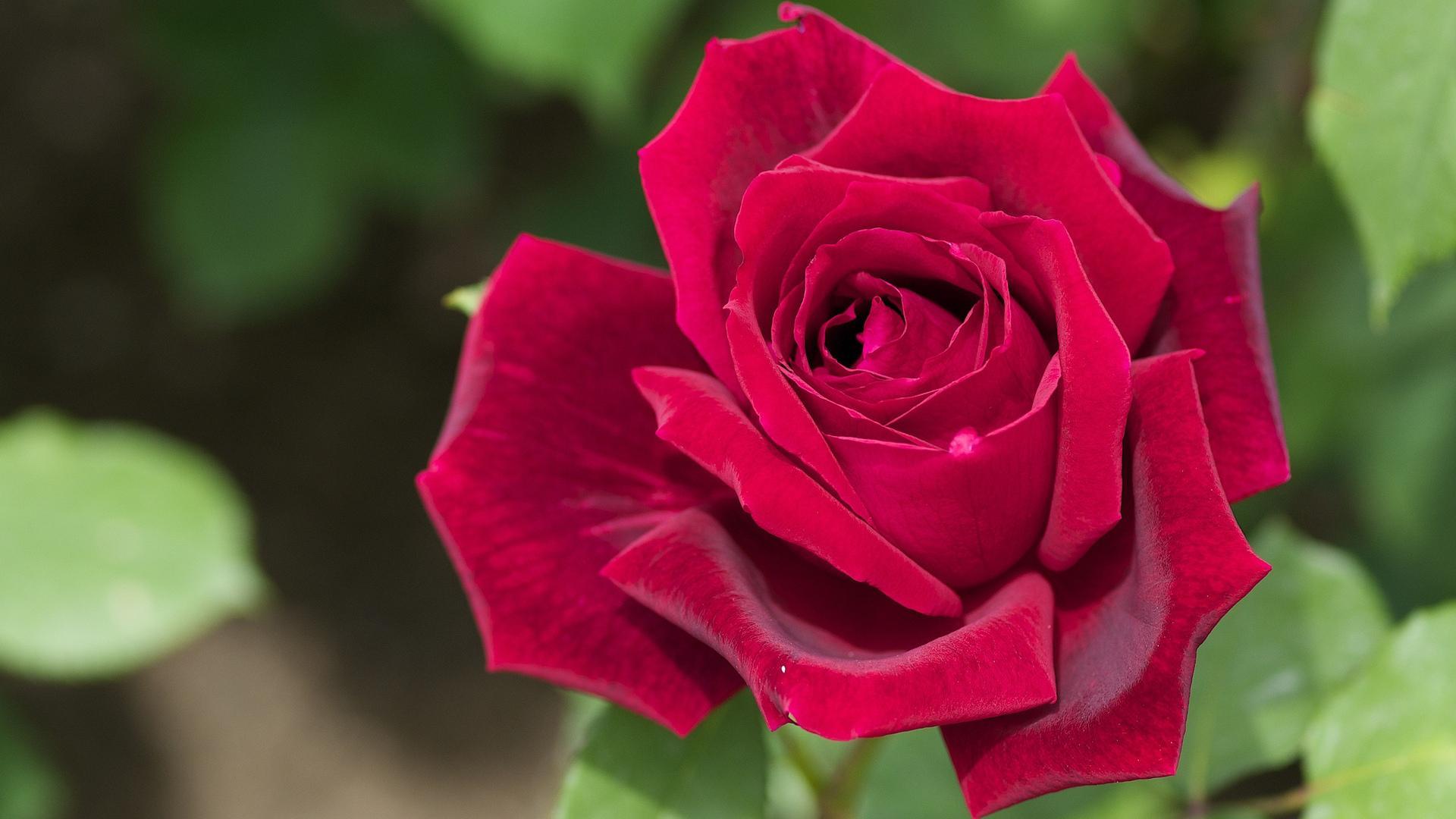 44474 Hintergrundbild herunterladen roses, pflanzen, blumen, rot - Bildschirmschoner und Bilder kostenlos