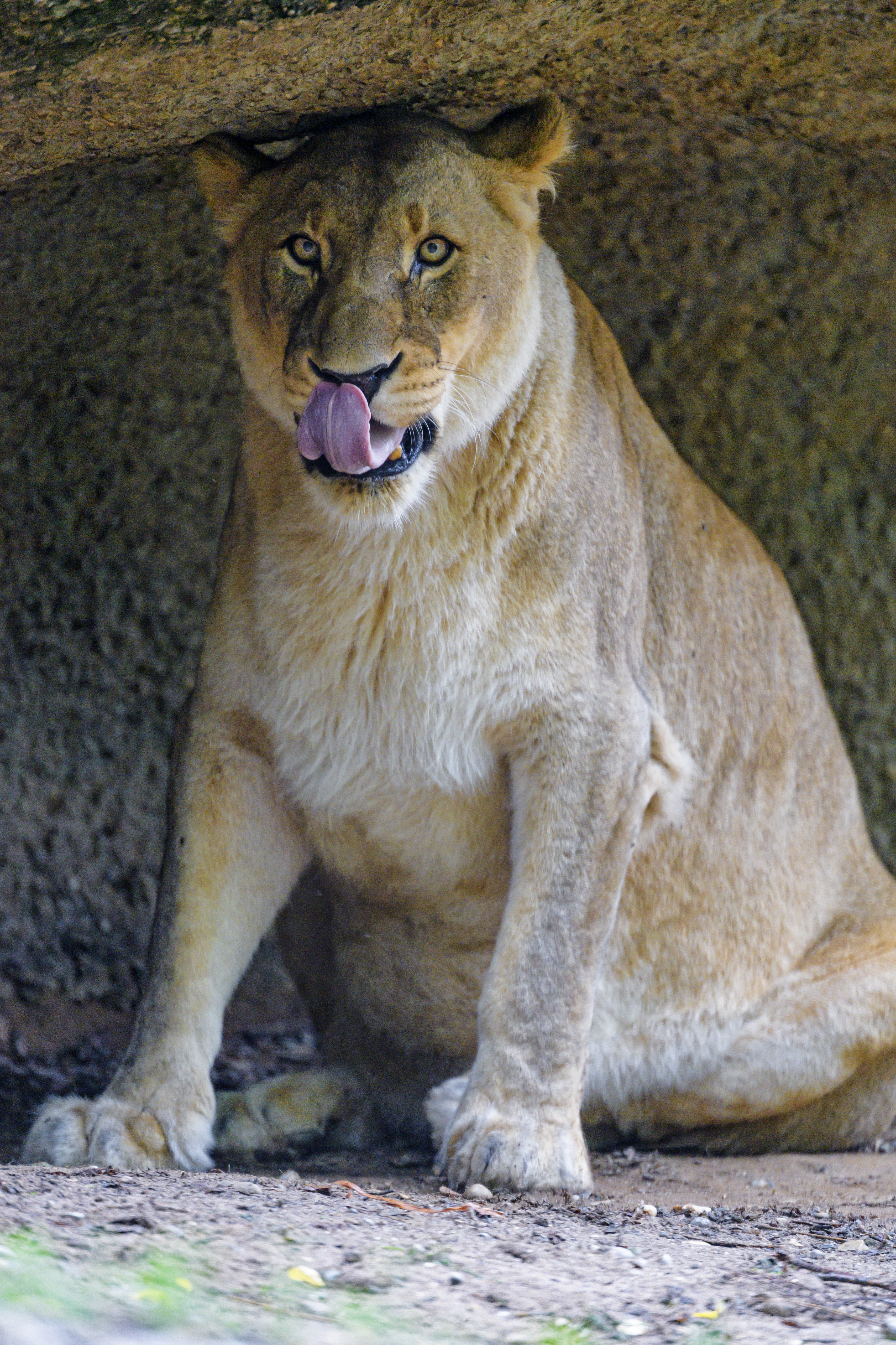 111345 Screensavers and Wallpapers Lioness for phone. Download animals, predator, big cat, sight, opinion, lioness, protruding tongue, tongue stuck out pictures for free