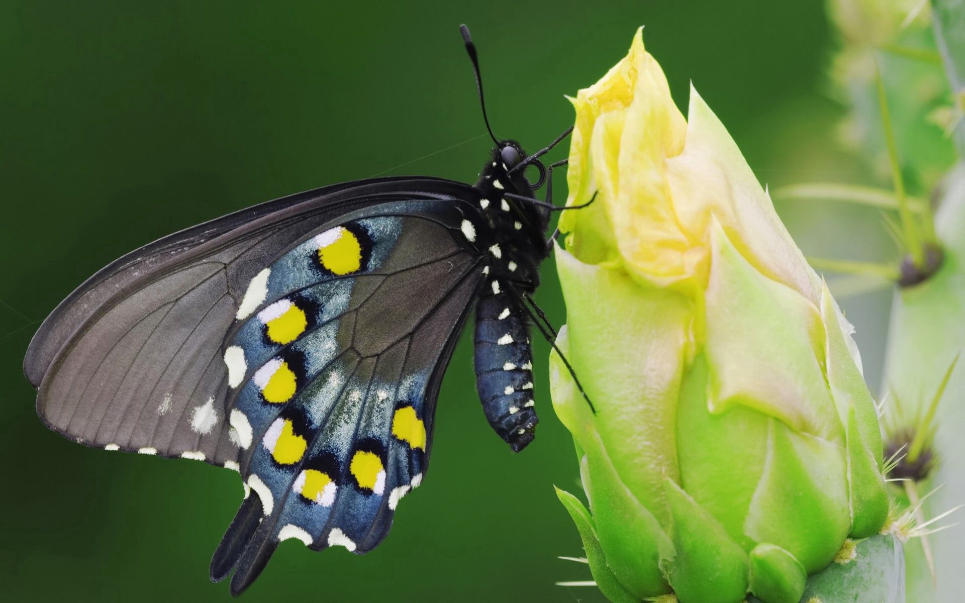 Laden Sie das Blume, Makro, Sitzen, Gefleckt, Fleckig, Das Schwarze, Schmetterling-Bild kostenlos auf Ihren PC-Desktop herunter