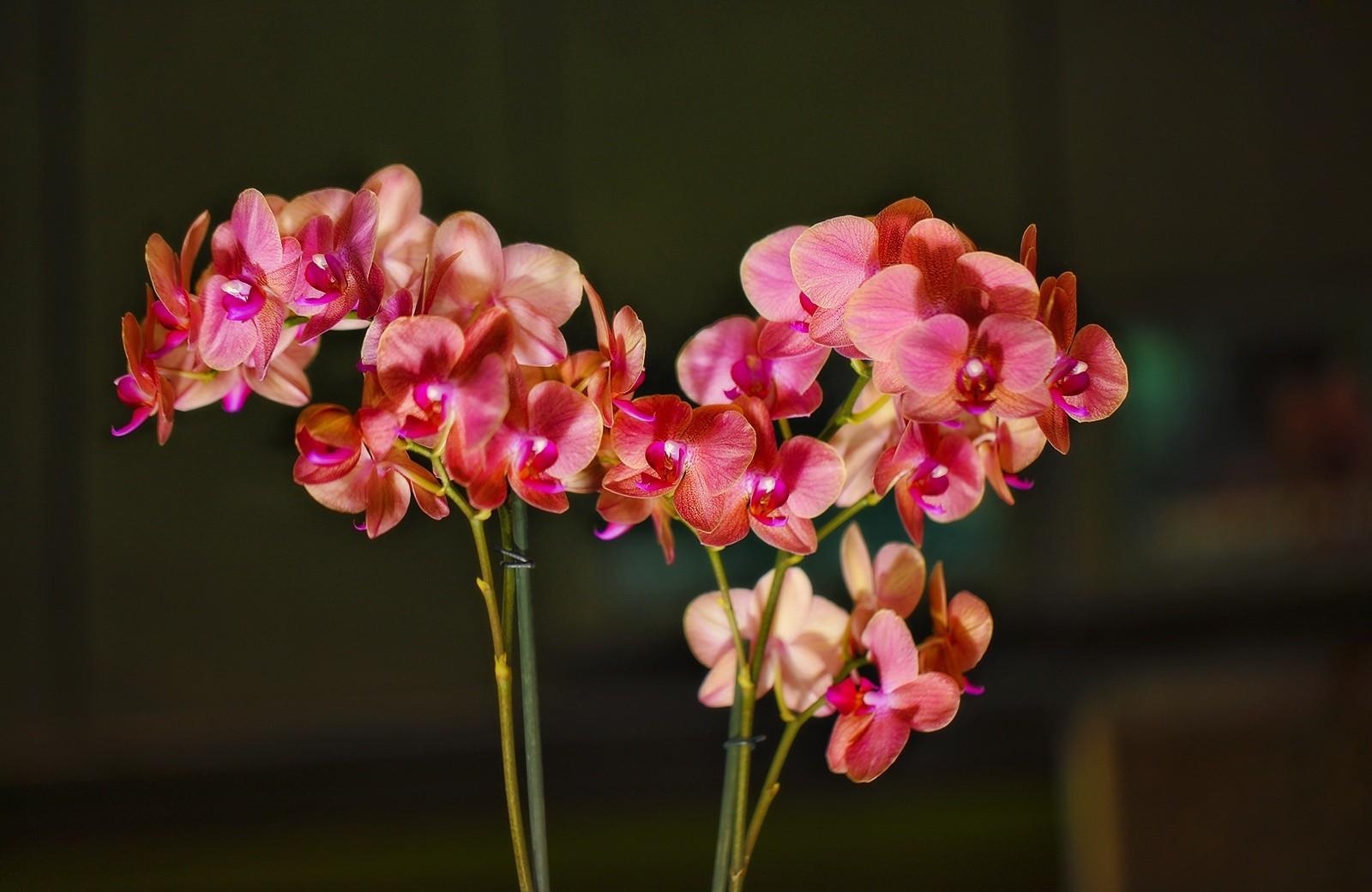 112334 Bildschirmschoner und Hintergrundbilder Orchidee auf Ihrem Telefon. Laden Sie exotisch, blühenden, blumen, orchid Bilder kostenlos herunter