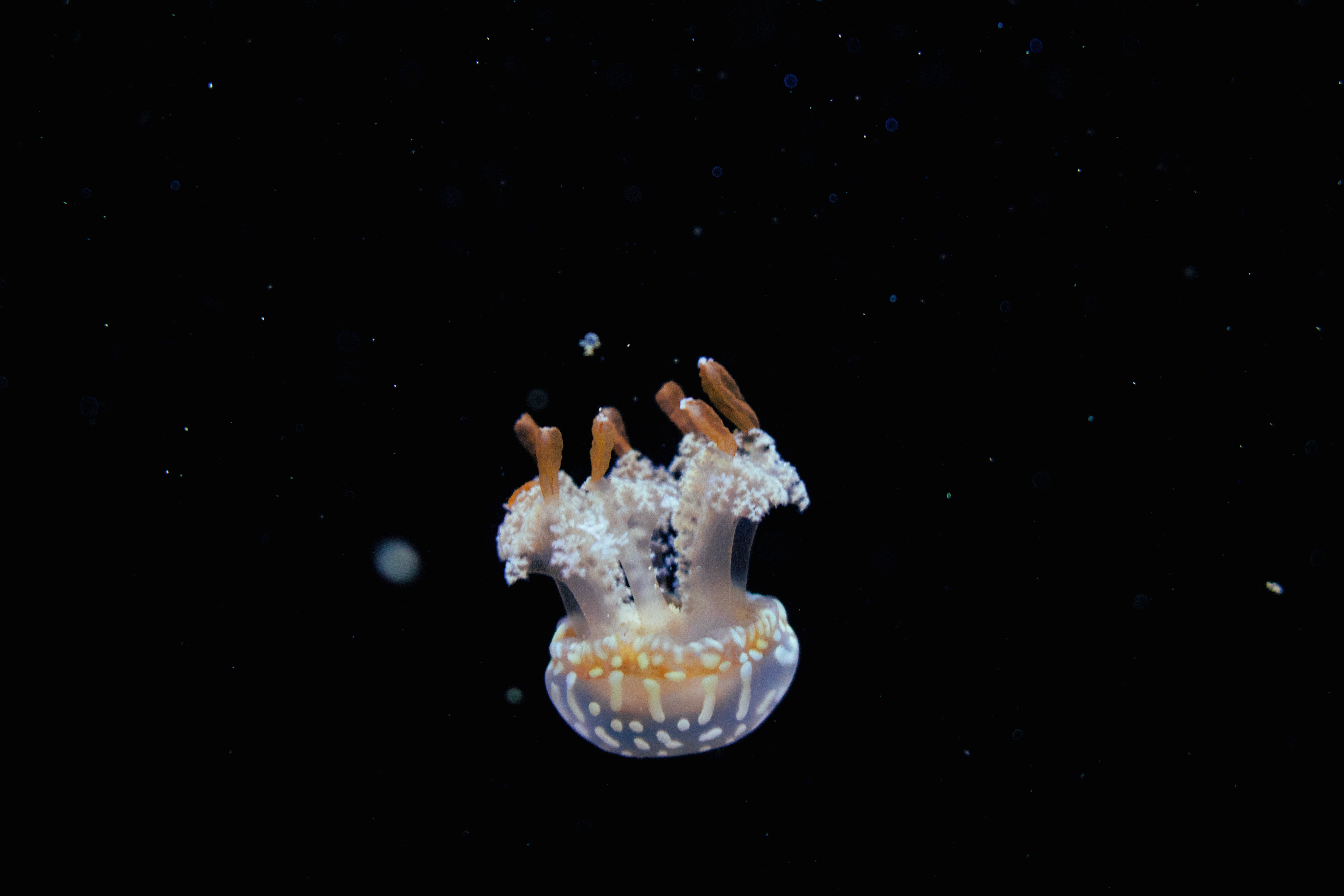 107458 Заставки и Обои Вода на телефон. Скачать глубина, медуза, подводный мир, животные картинки бесплатно