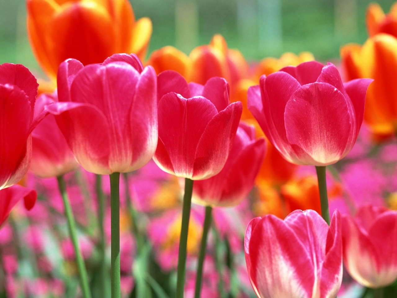 23451 économiseurs d'écran et fonds d'écran Tulipes sur votre téléphone. Téléchargez plantes, fleurs, rouge images gratuitement