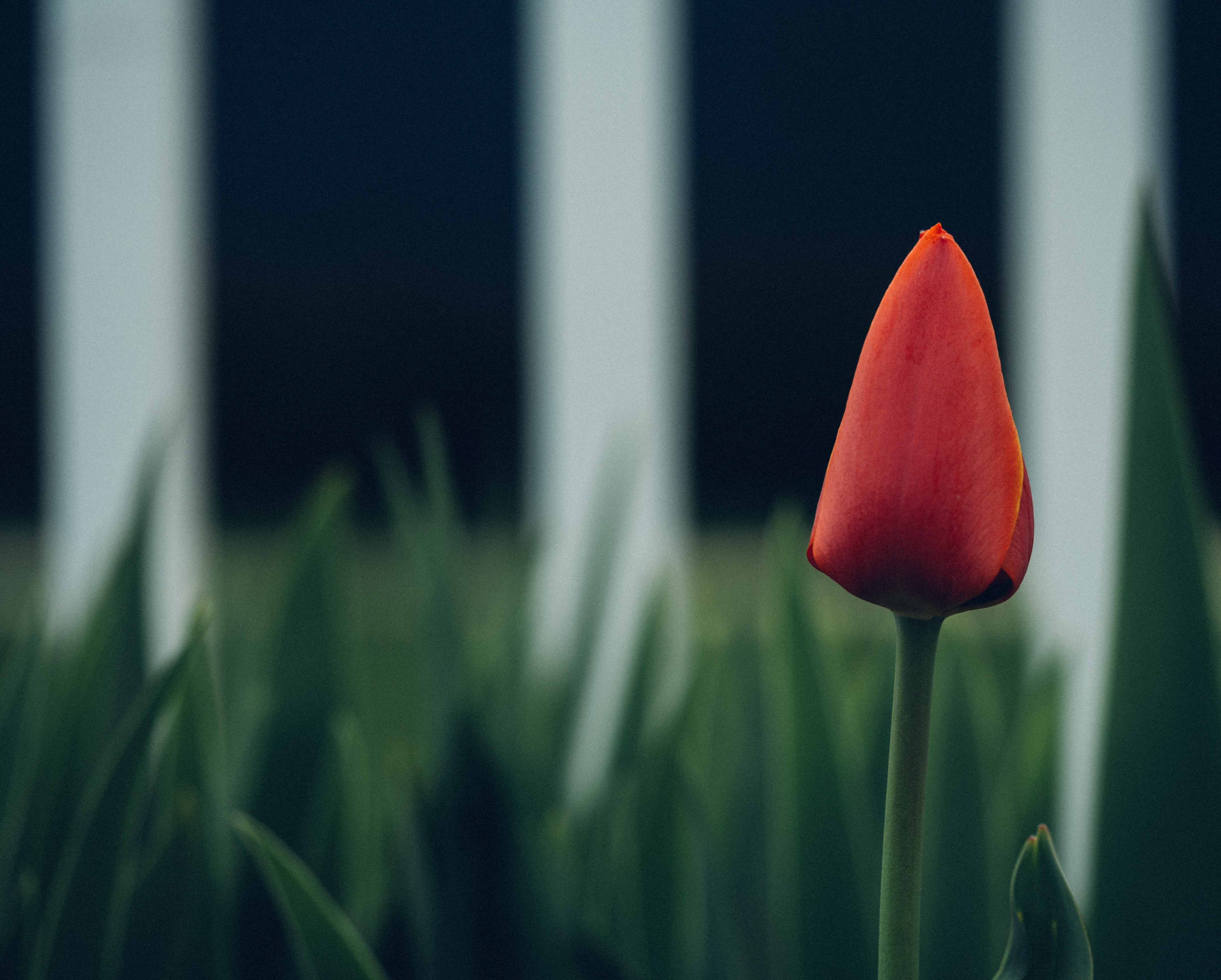 149015 Bildschirmschoner und Hintergrundbilder Tulip auf Ihrem Telefon. Laden Sie tulpe, bud, unschärfe, knospe Bilder kostenlos herunter