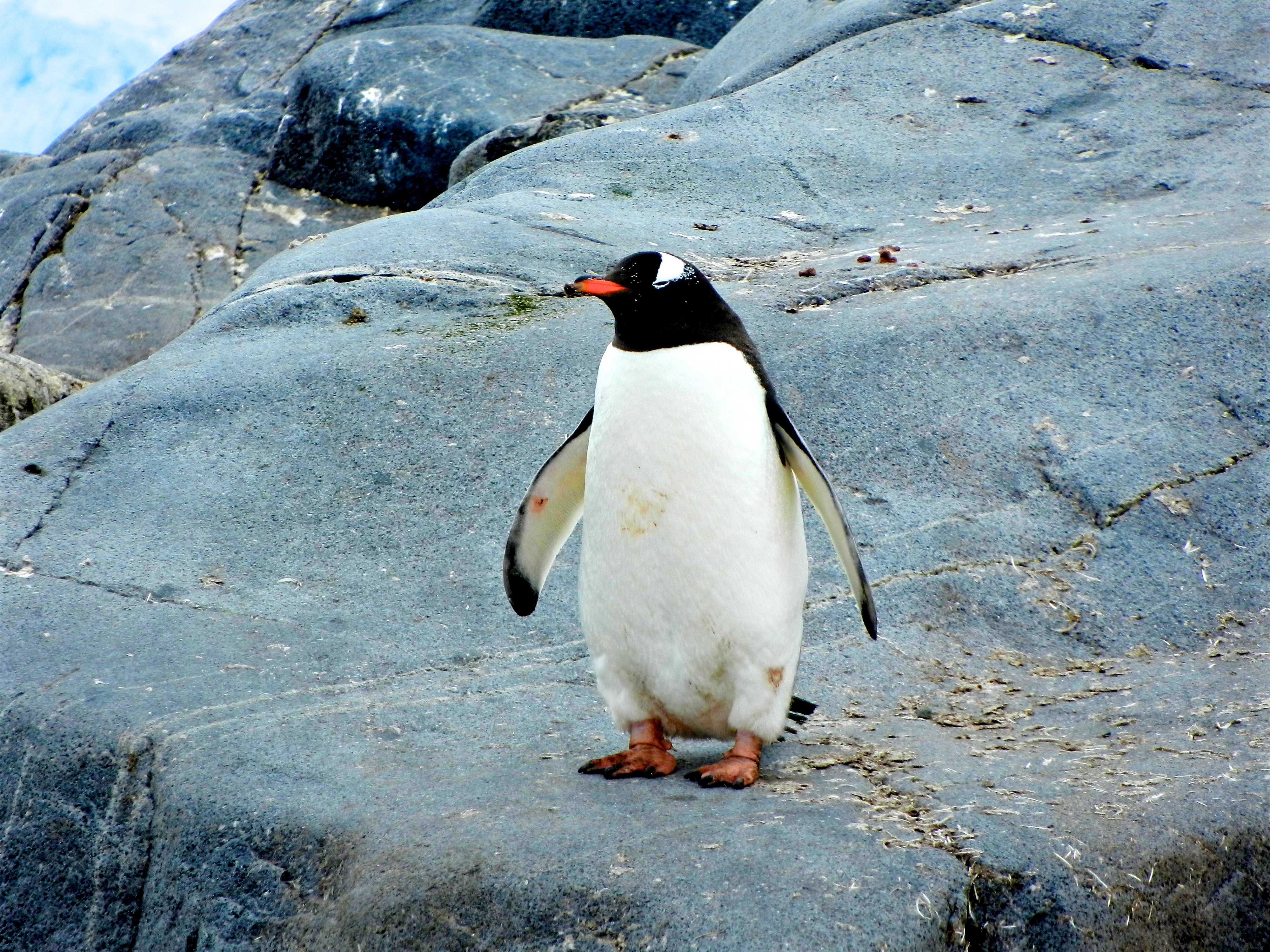 81536 Bildschirmschoner und Hintergrundbilder Pinguin auf Ihrem Telefon. Laden Sie tiere, stones, vogel, pinguin Bilder kostenlos herunter