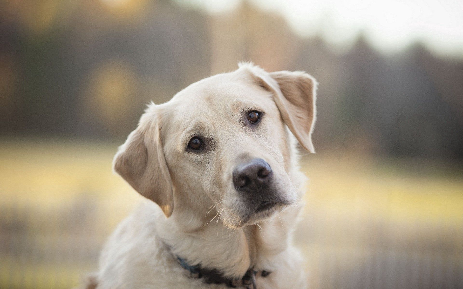 Handy-Wallpaper Hund, Tiere, Schnauze, Traurigkeit, Sicht, Meinung, Labrador, Trauer kostenlos herunterladen.