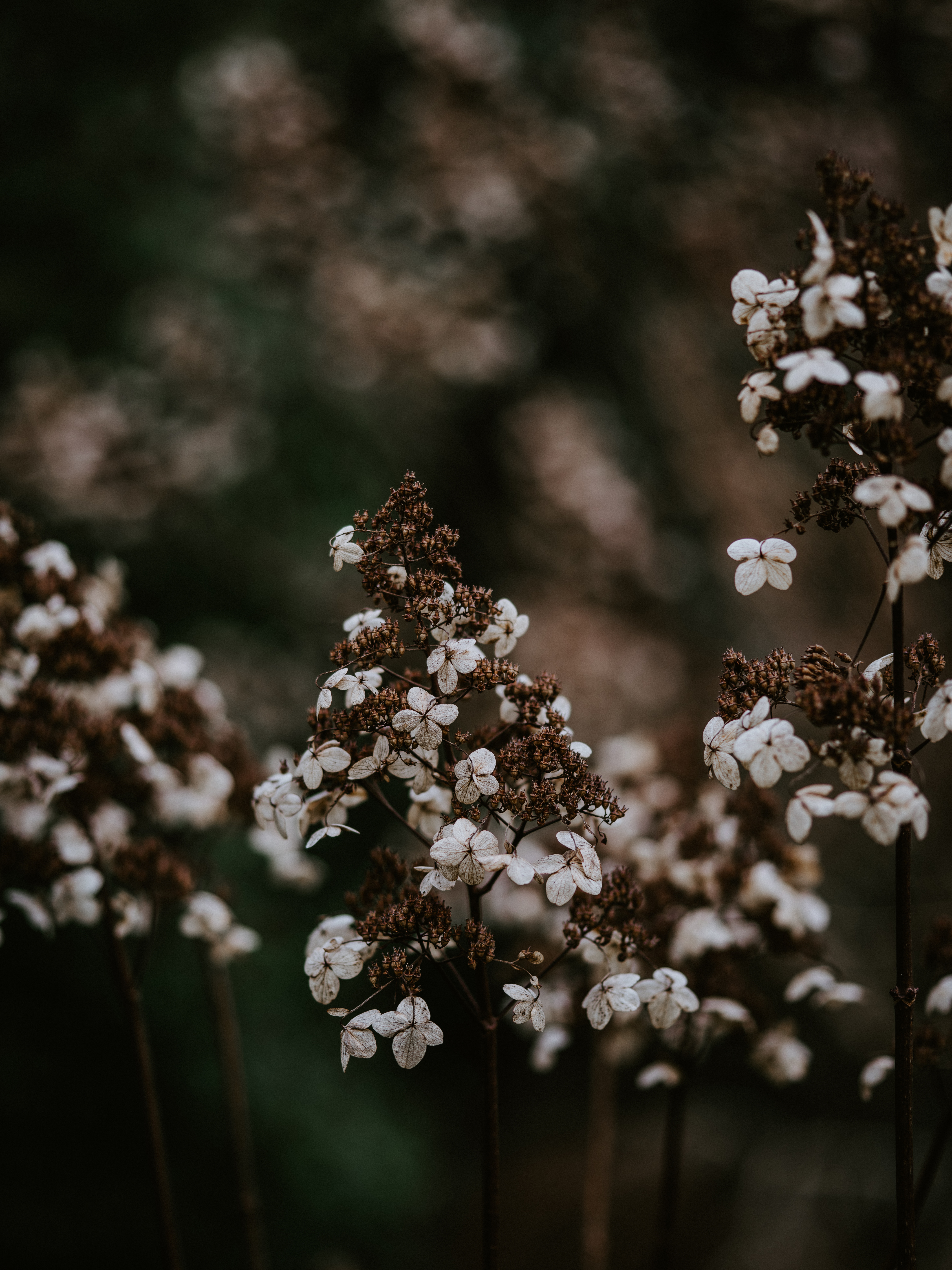 dry, petals, smooth, blur, macro, flower Free Stock Photo