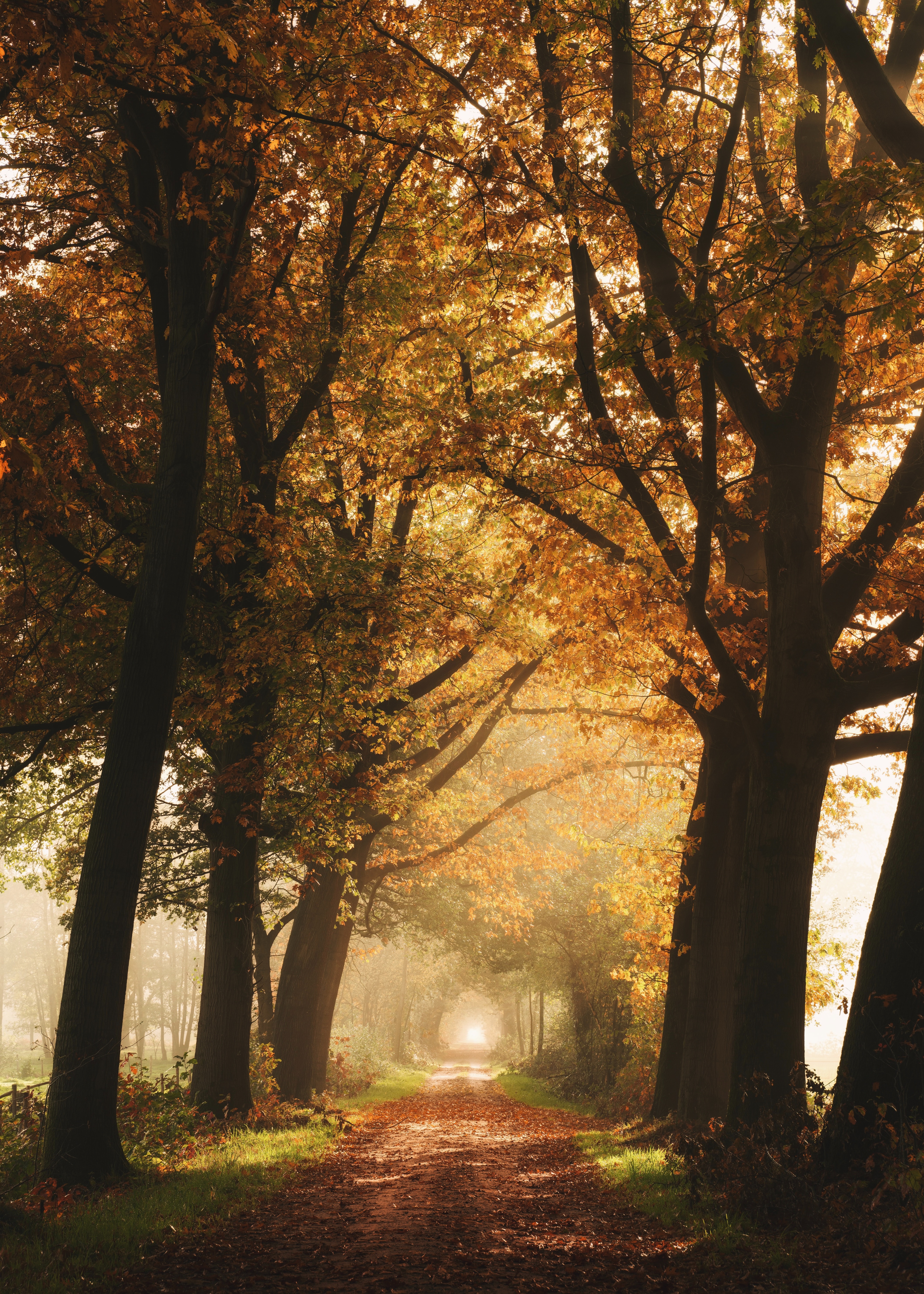 autumn, nature, trees, fog, alley, path