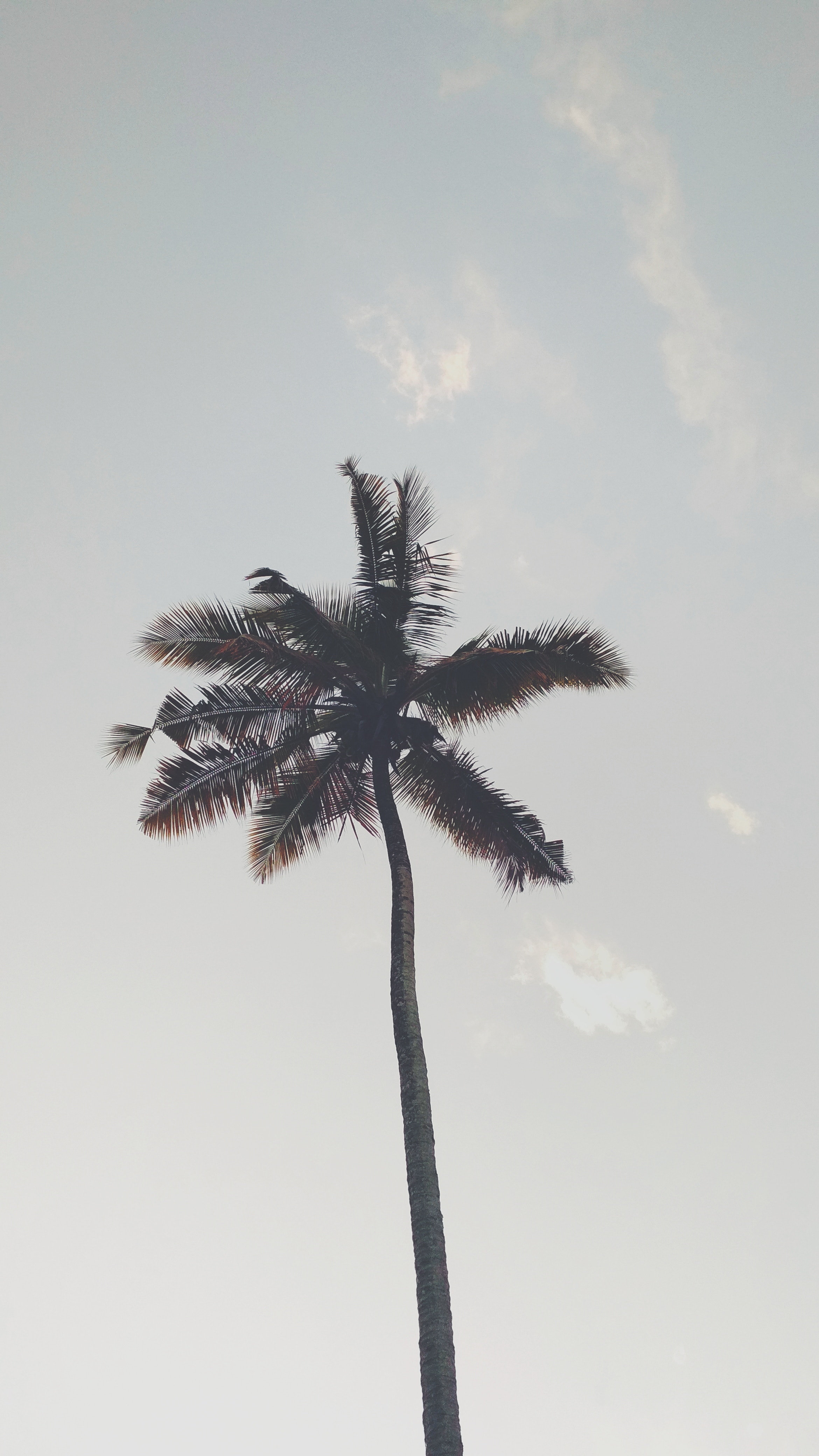 Palm sky, nature, bottom view, branches Desktop FHD