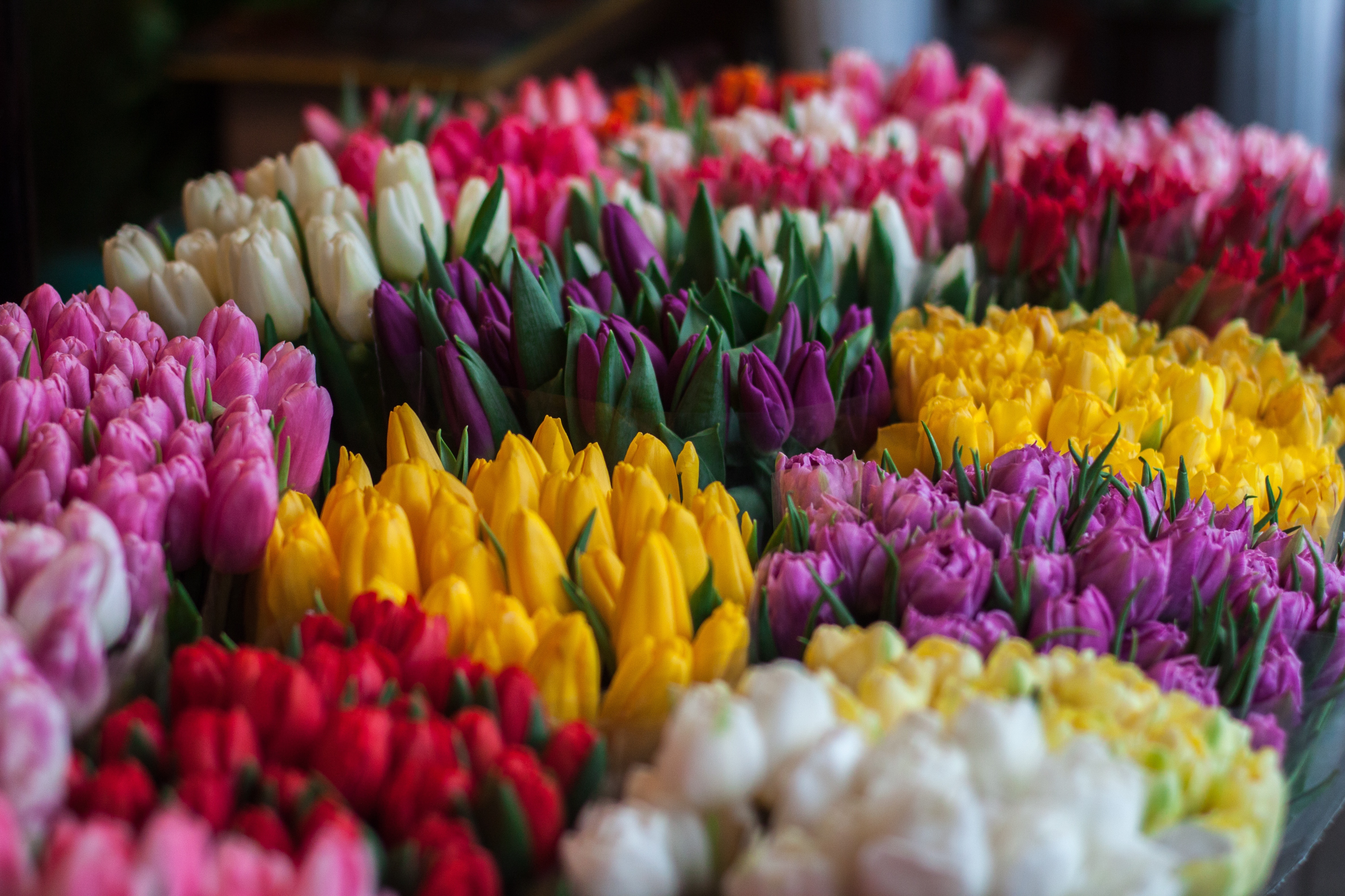 bouquets, flowers, tulips, multicolored, motley for android