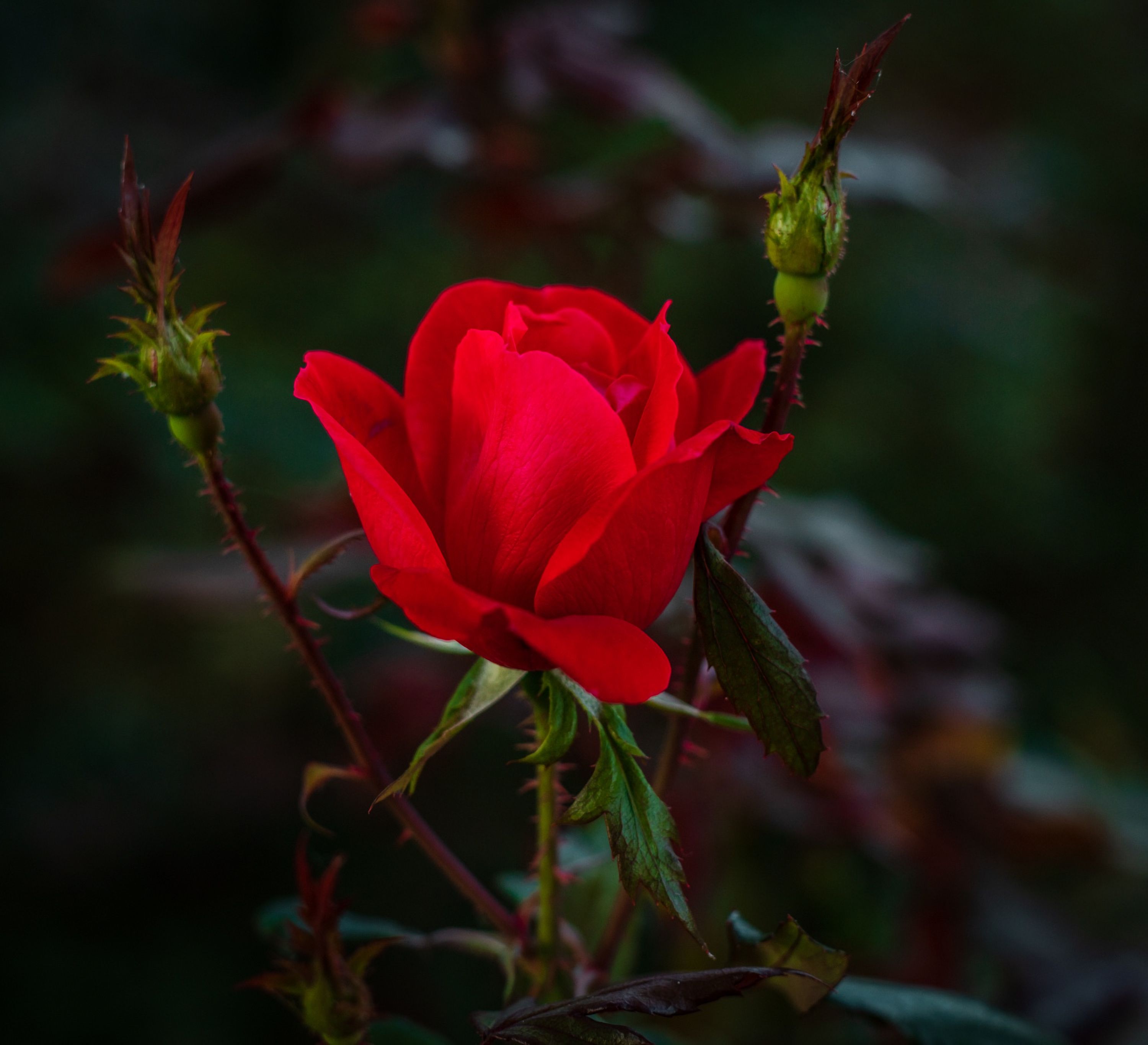 flowers, bush, red, rose flower, rose, petals, bud, garden