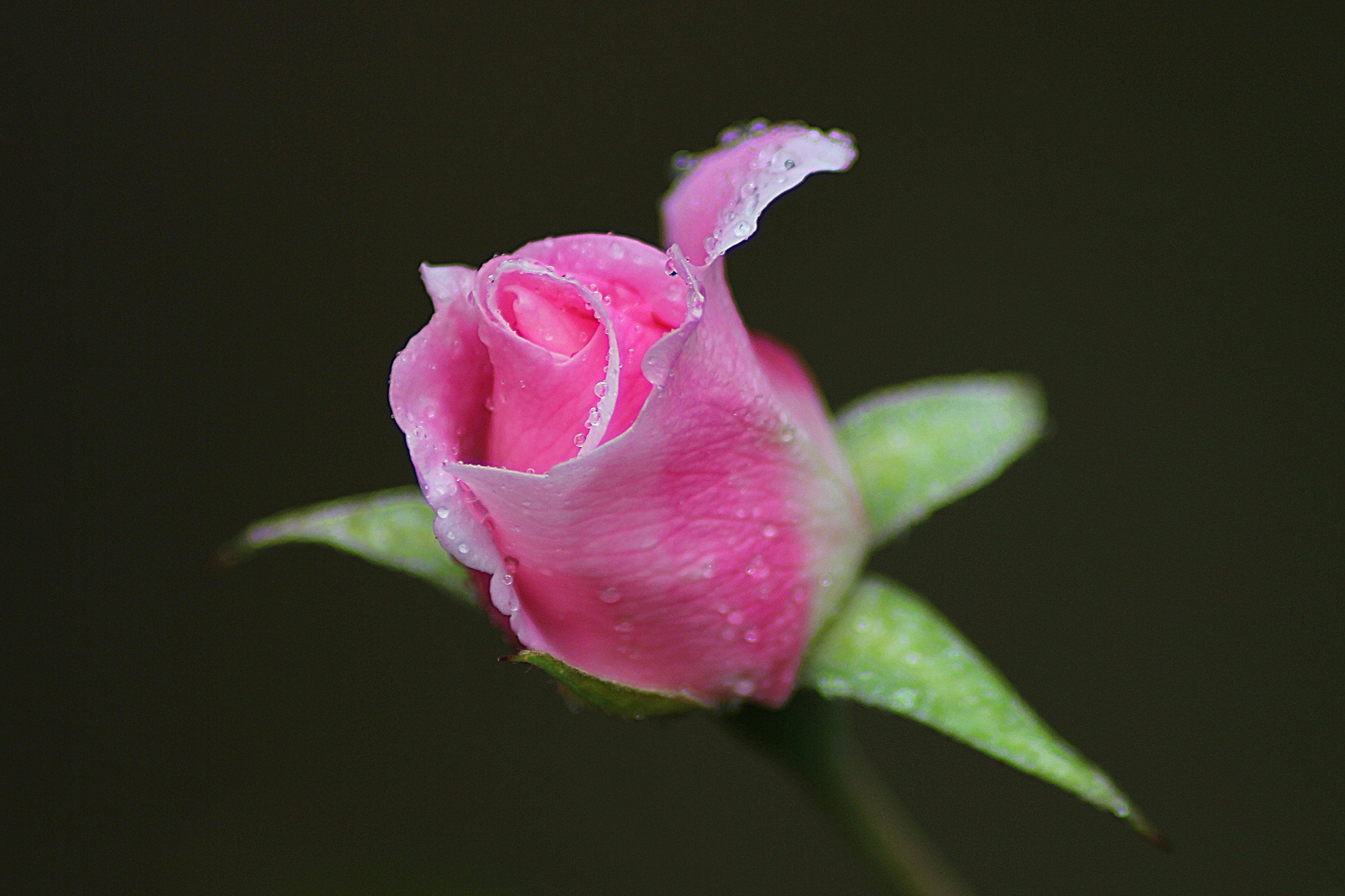 Bud rose flower, rose, macro, drops 8k Backgrounds