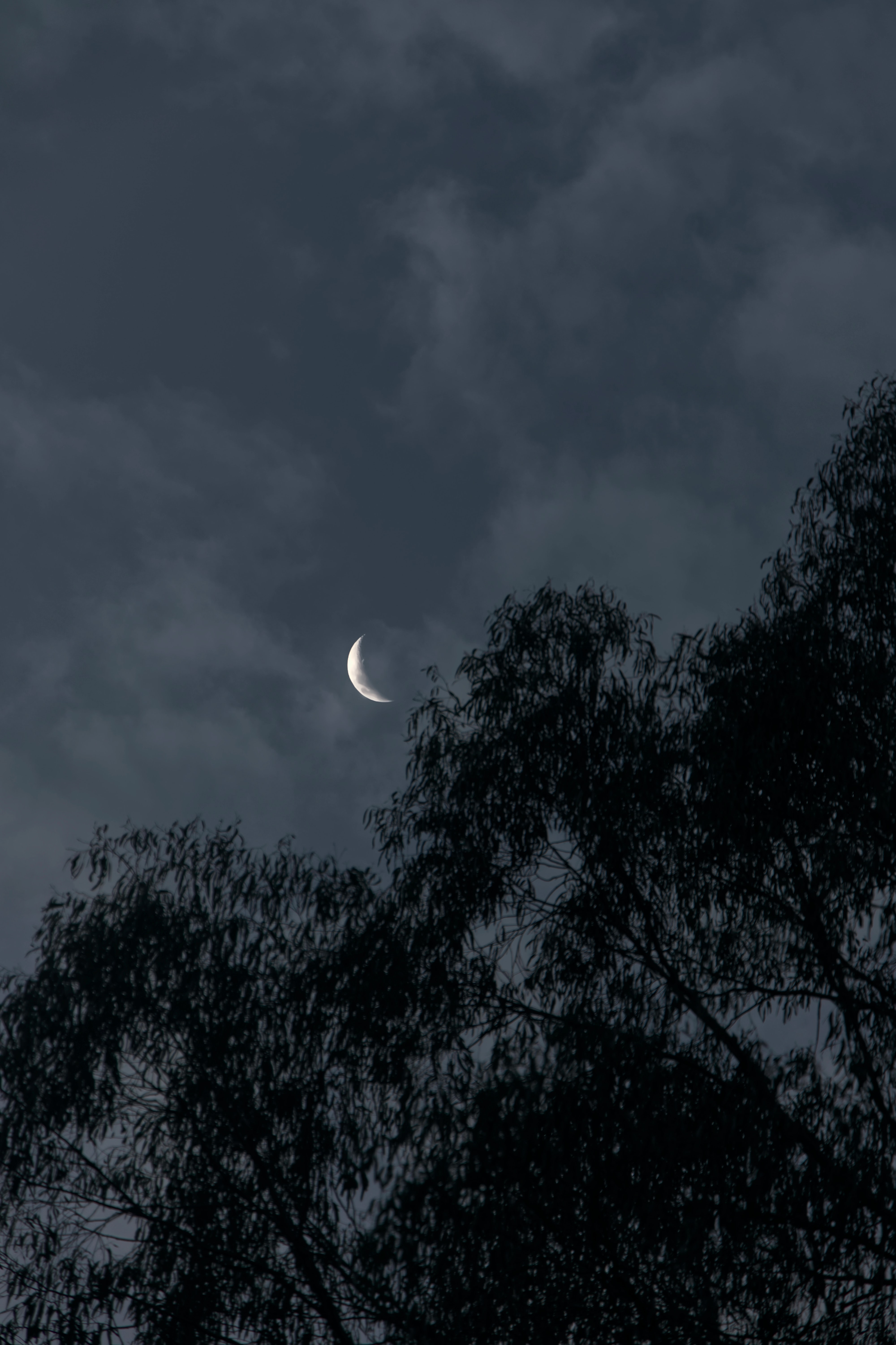 evening, moon, nature, trees, branches
