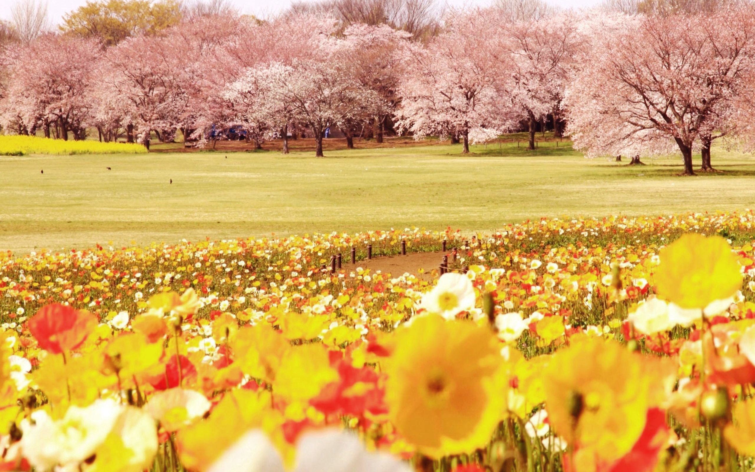 125614 download wallpaper nature, flowers, trees, tulips, field screensavers and pictures for free