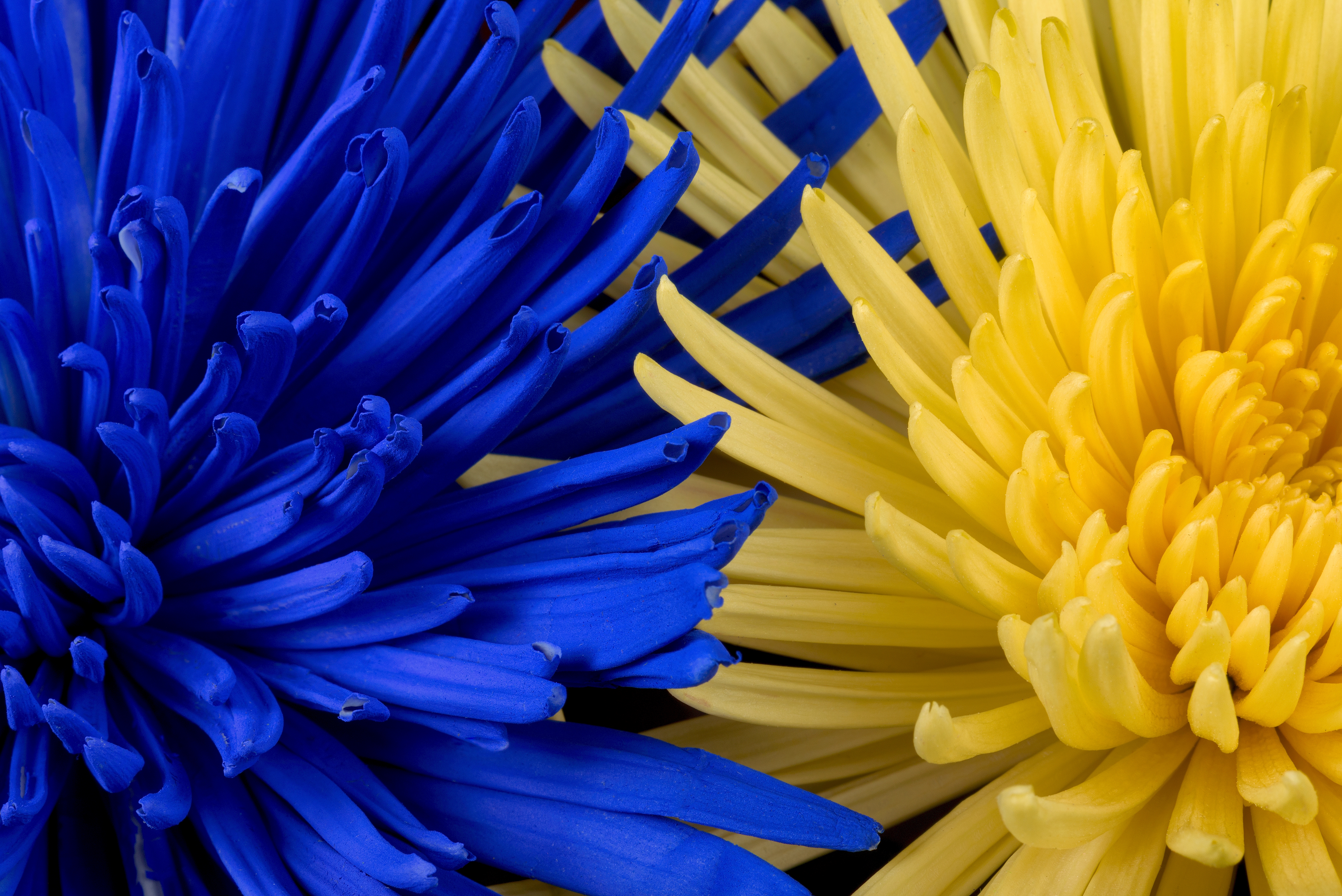 Завантажити картинку 80999: квіти, пелюстки, синій, жовтий шпалери на робочий стіл безкоштовно