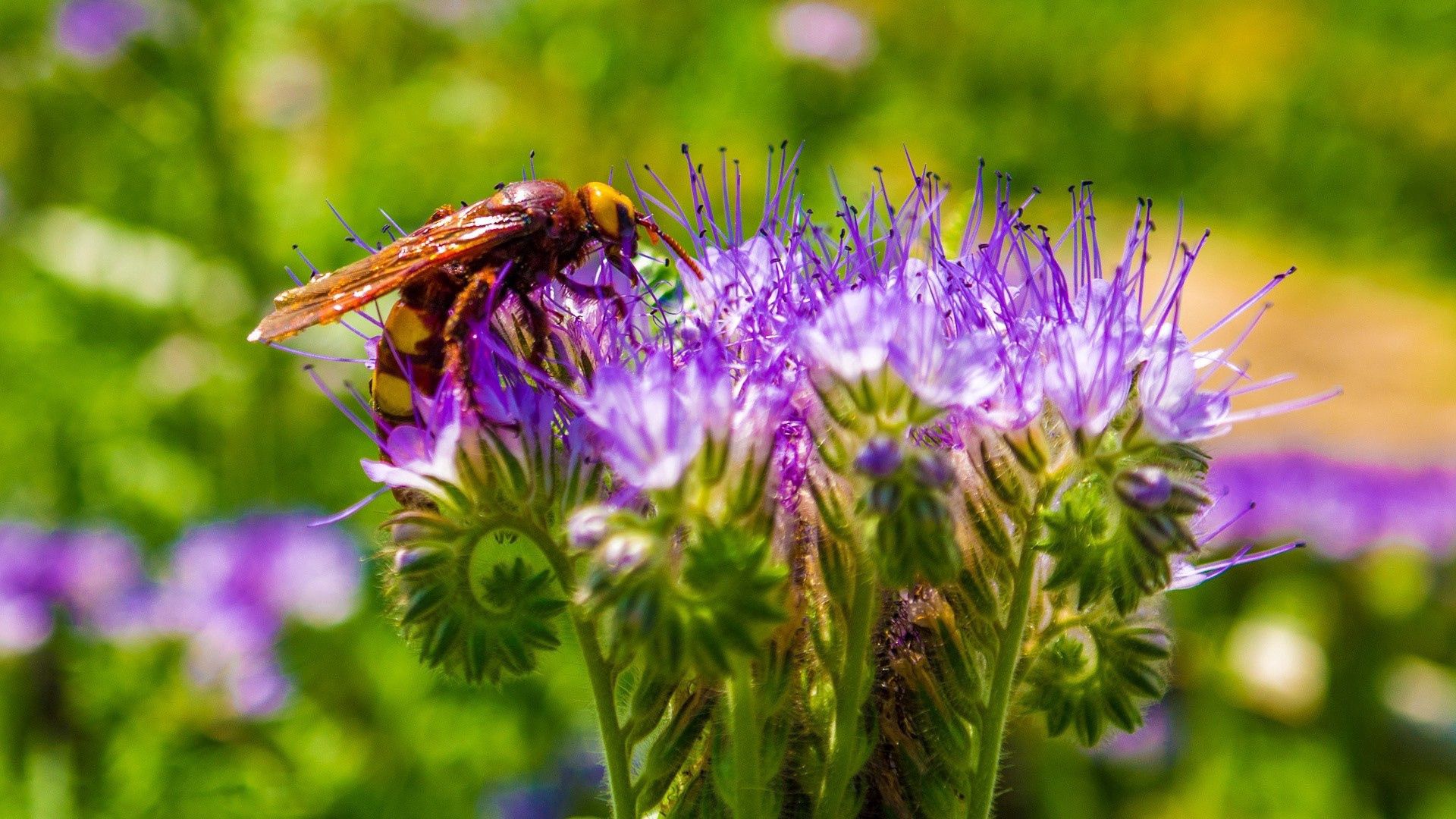 macro, bee, stalk, pollination Stem Cellphone FHD pic