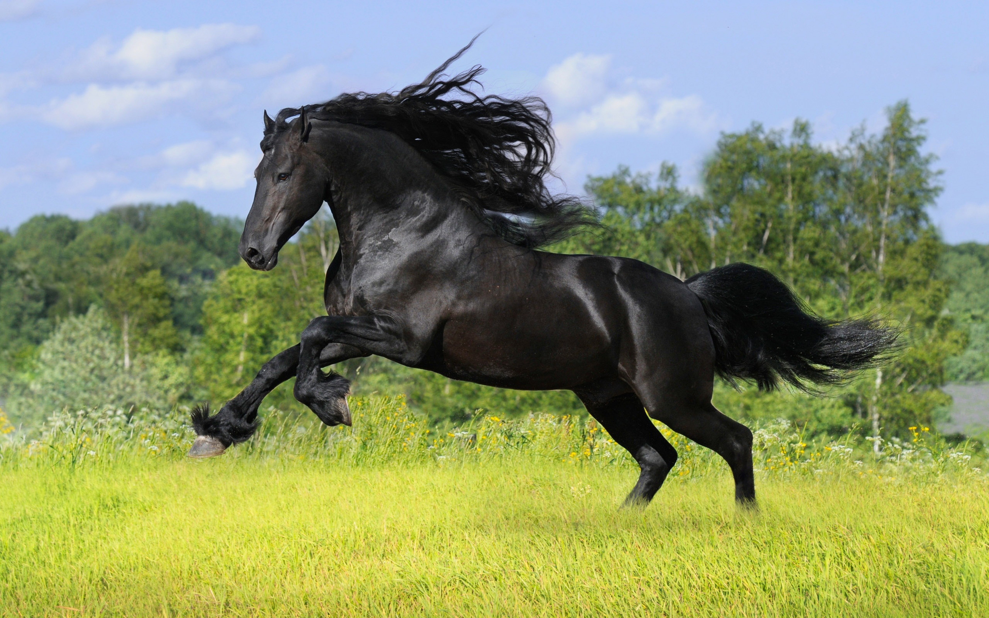 running, animal, friesian horse 4K Ultra