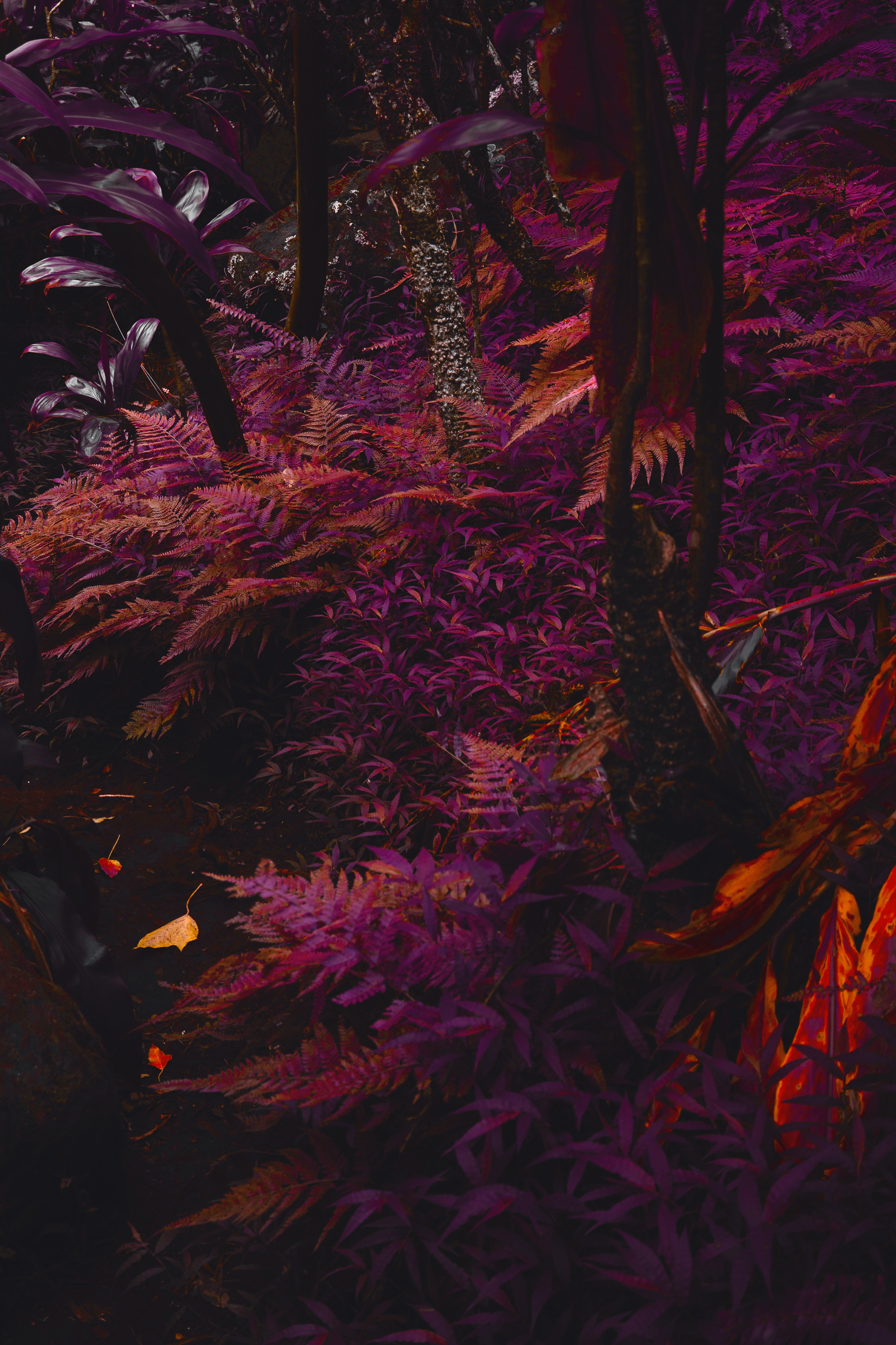 nature, violet, jungle, purple New Lock Screen Backgrounds