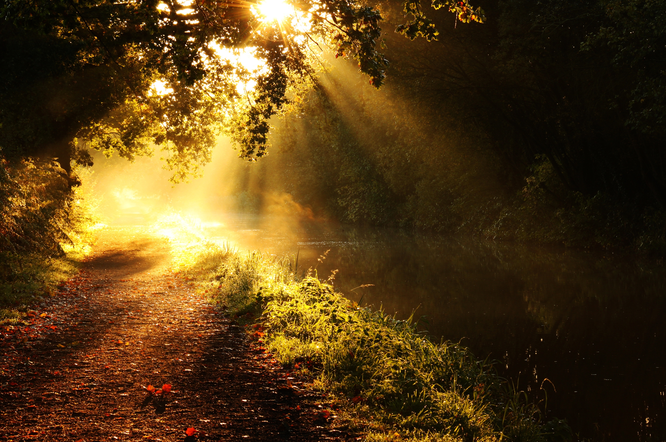 light, nature, rivers, sun, shine, wood, beams, rays, tree, branches, branch, morning, glow 32K