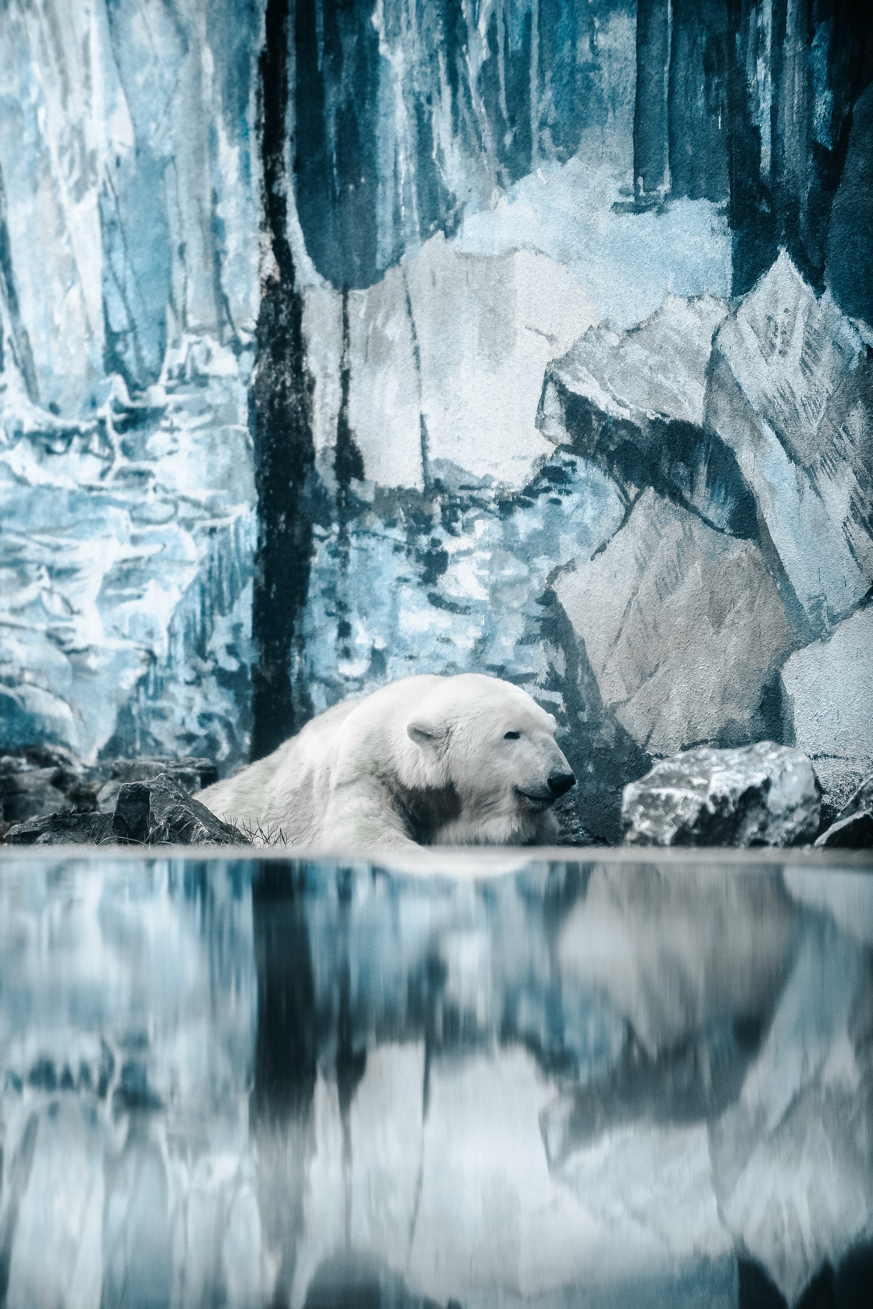 Handy-Wallpaper Tiere, Wasser, Bär, Eisbär, Polarbär kostenlos herunterladen.