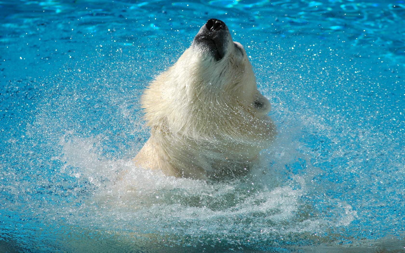 animal, polar bear, bears 8K