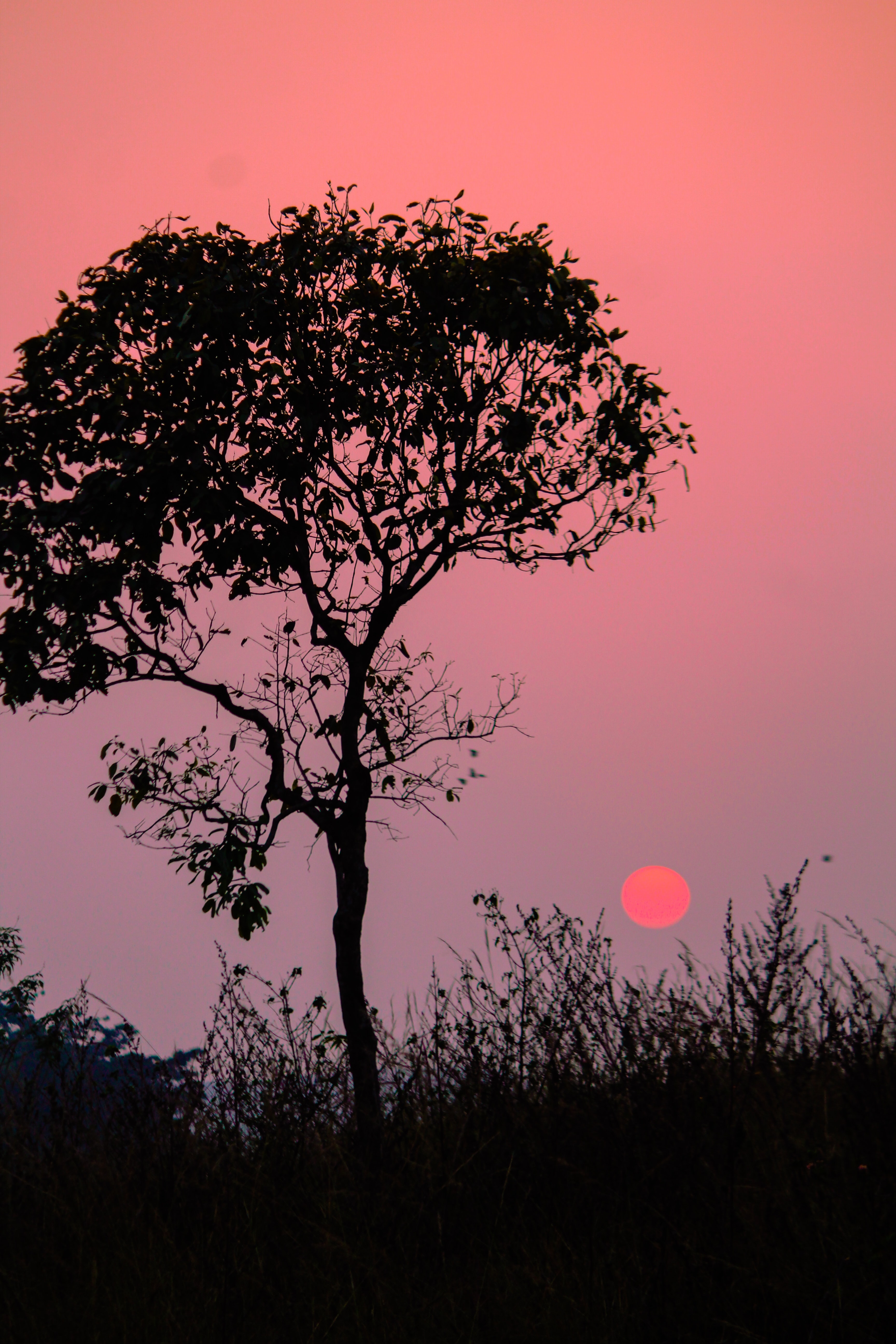 dusk, tree, sunset, silhouette HD photos