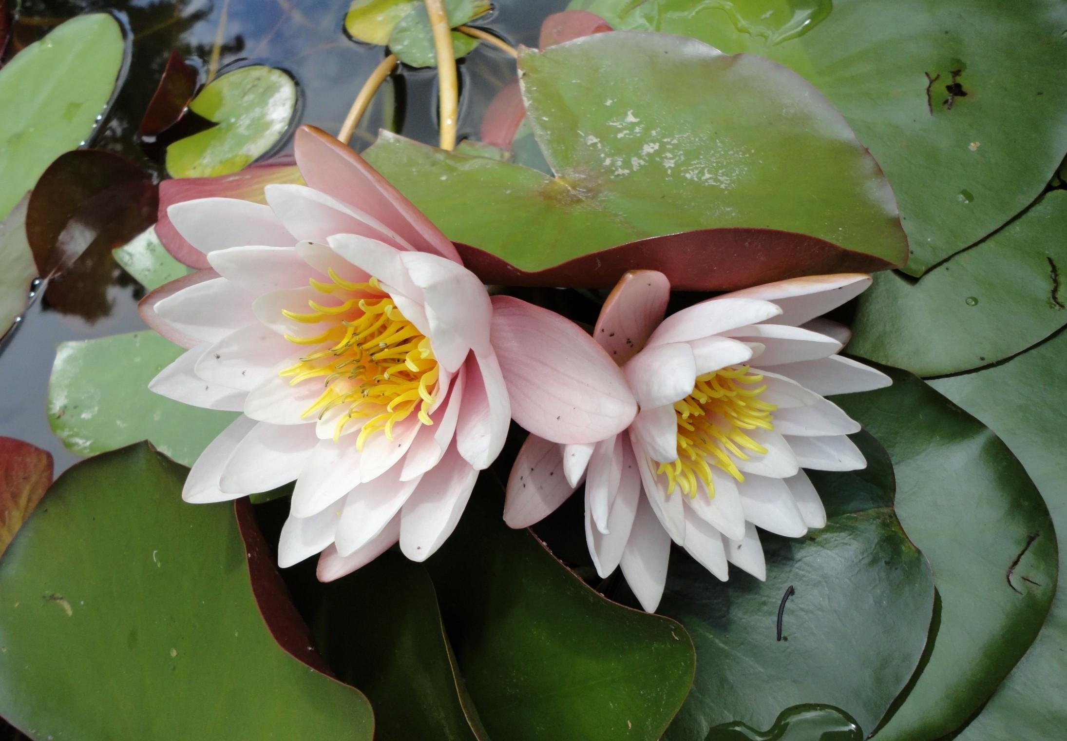 85126 Screensavers and Wallpapers Water Lilies for phone. Download flowers, water, leaves, drops, water lilies, couple, pair pictures for free