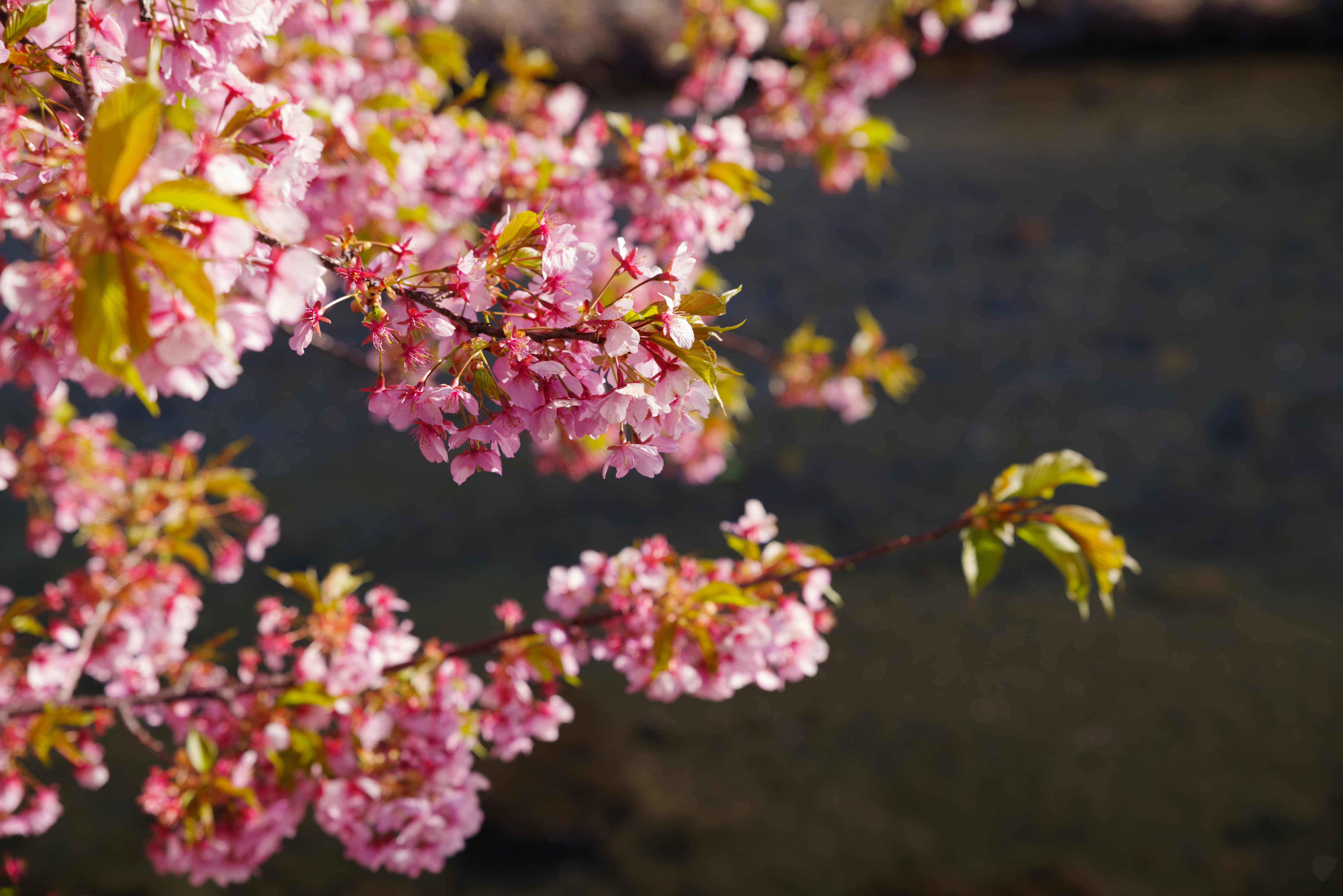 Laden Sie das Blumen, Rosa, Blühen, Blühenden, Garten-Bild kostenlos auf Ihren PC-Desktop herunter