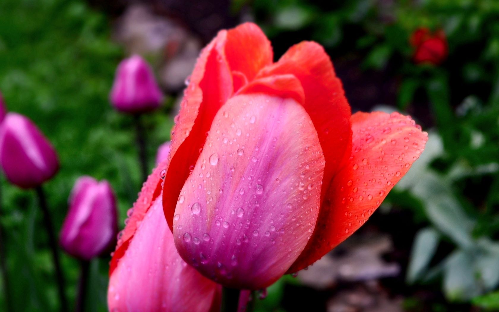 Laden Sie das Drops, Tulpen, Blume, Makro, Blütenblätter-Bild kostenlos auf Ihren PC-Desktop herunter