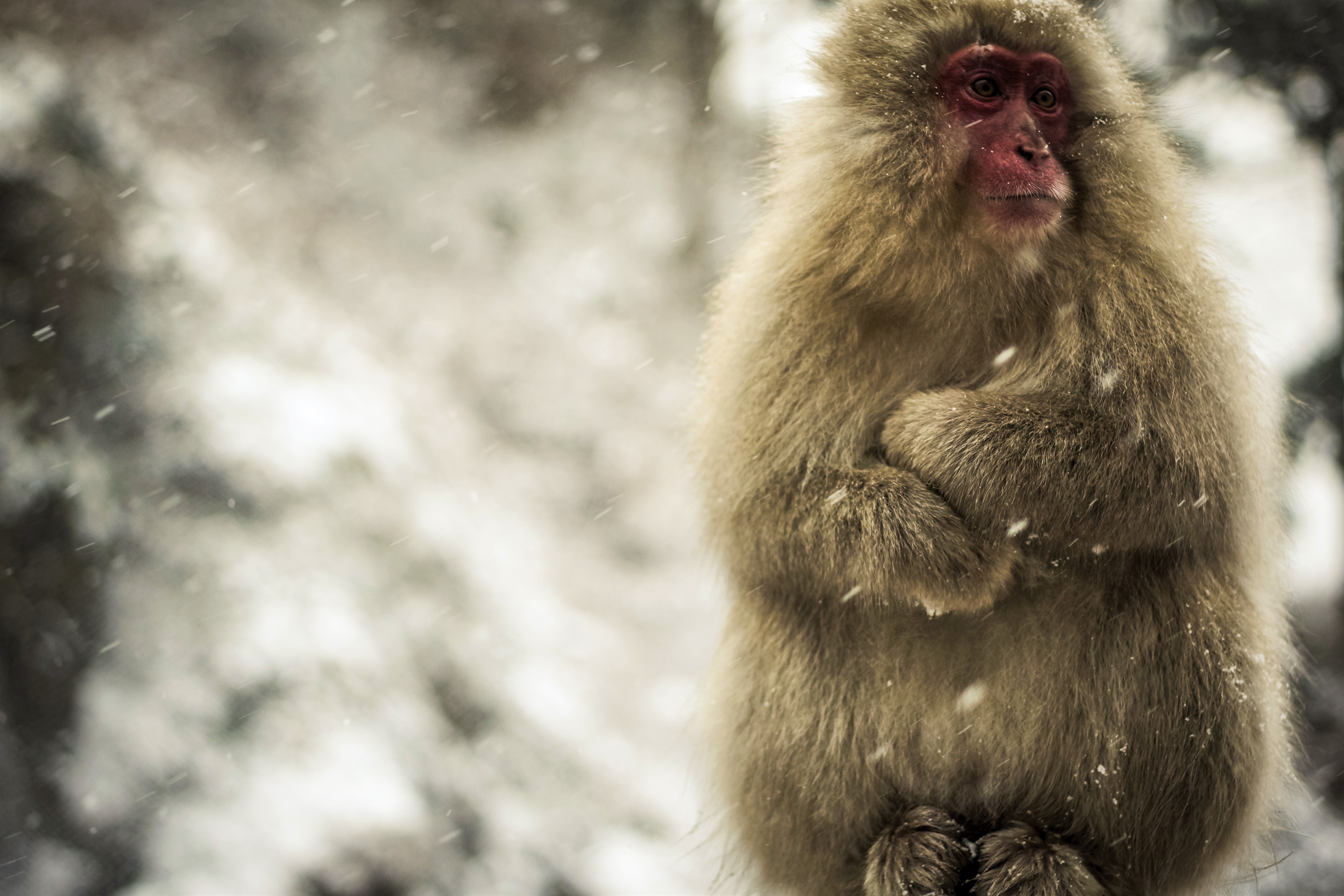 4K, FHD, UHD snowfall, macaque, animal, japanese macaque