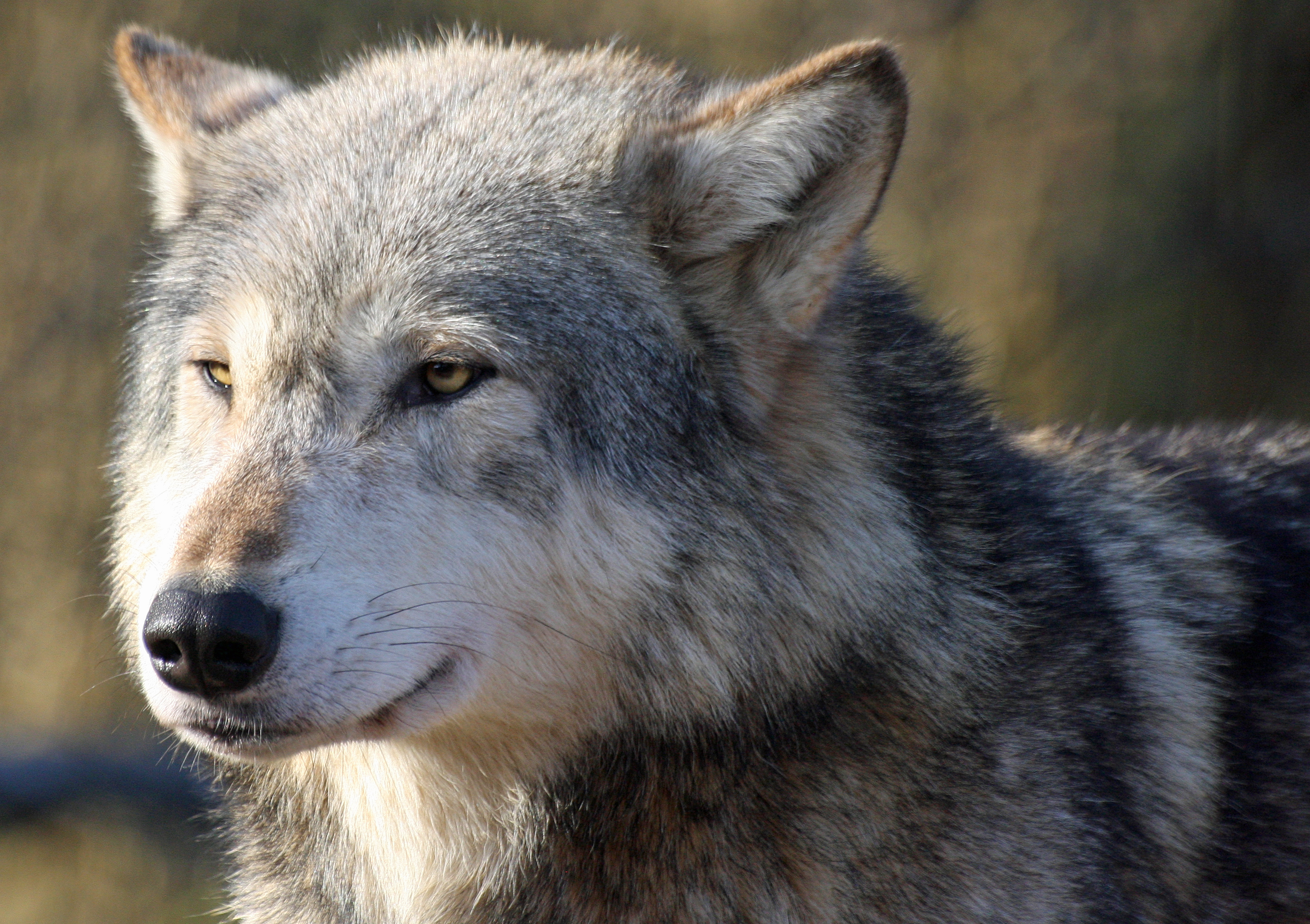 iPhone background opinion, wolf, animals, sight