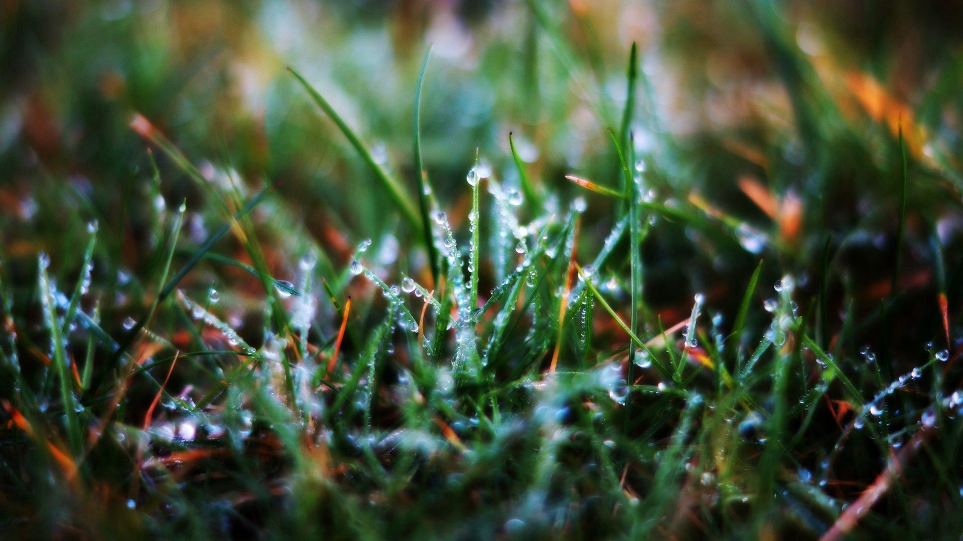 grass, drops, macro, wet, morning, dew, humid Smartphone Background