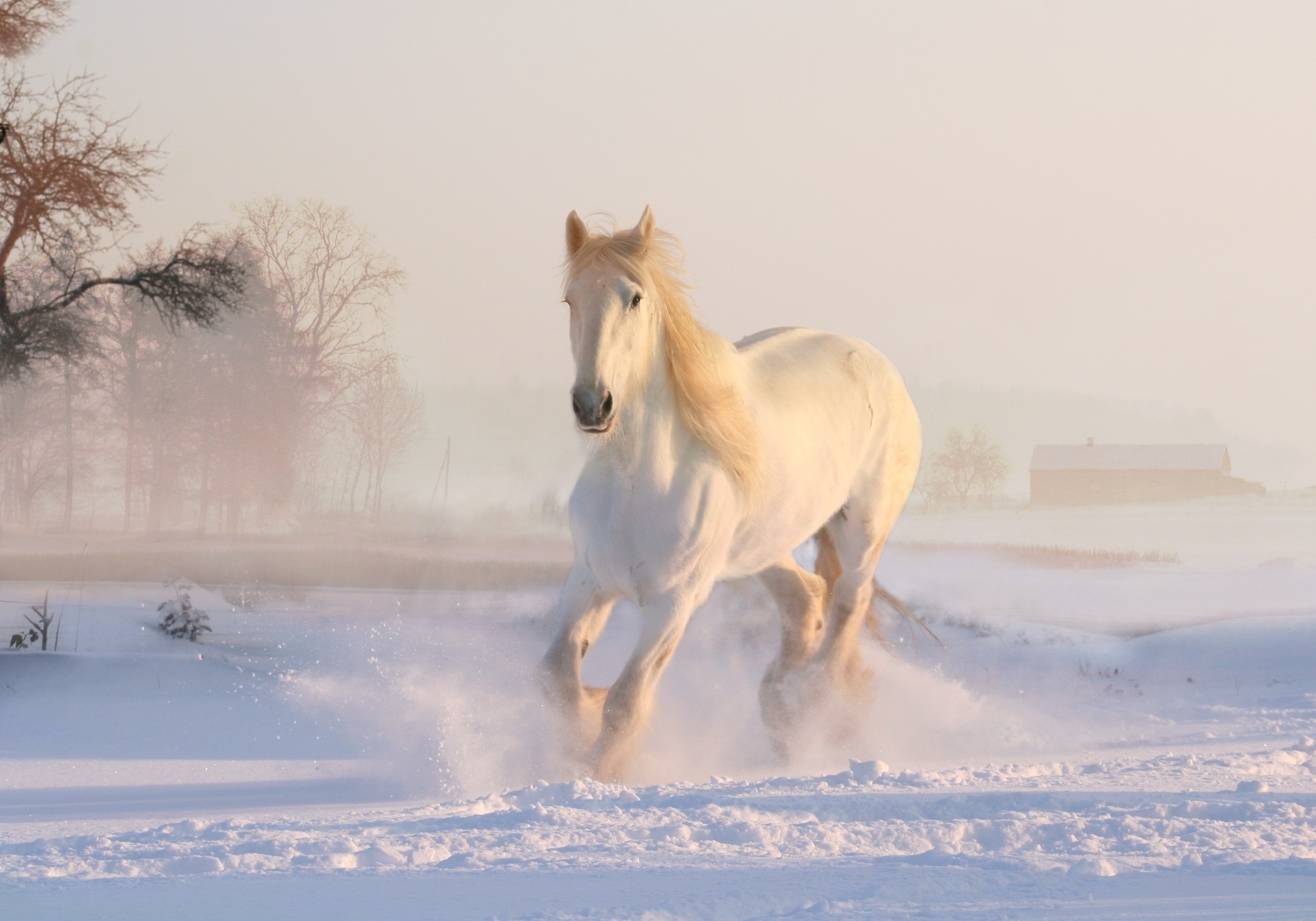 Running horse, animal, snow, winter 8k Backgrounds