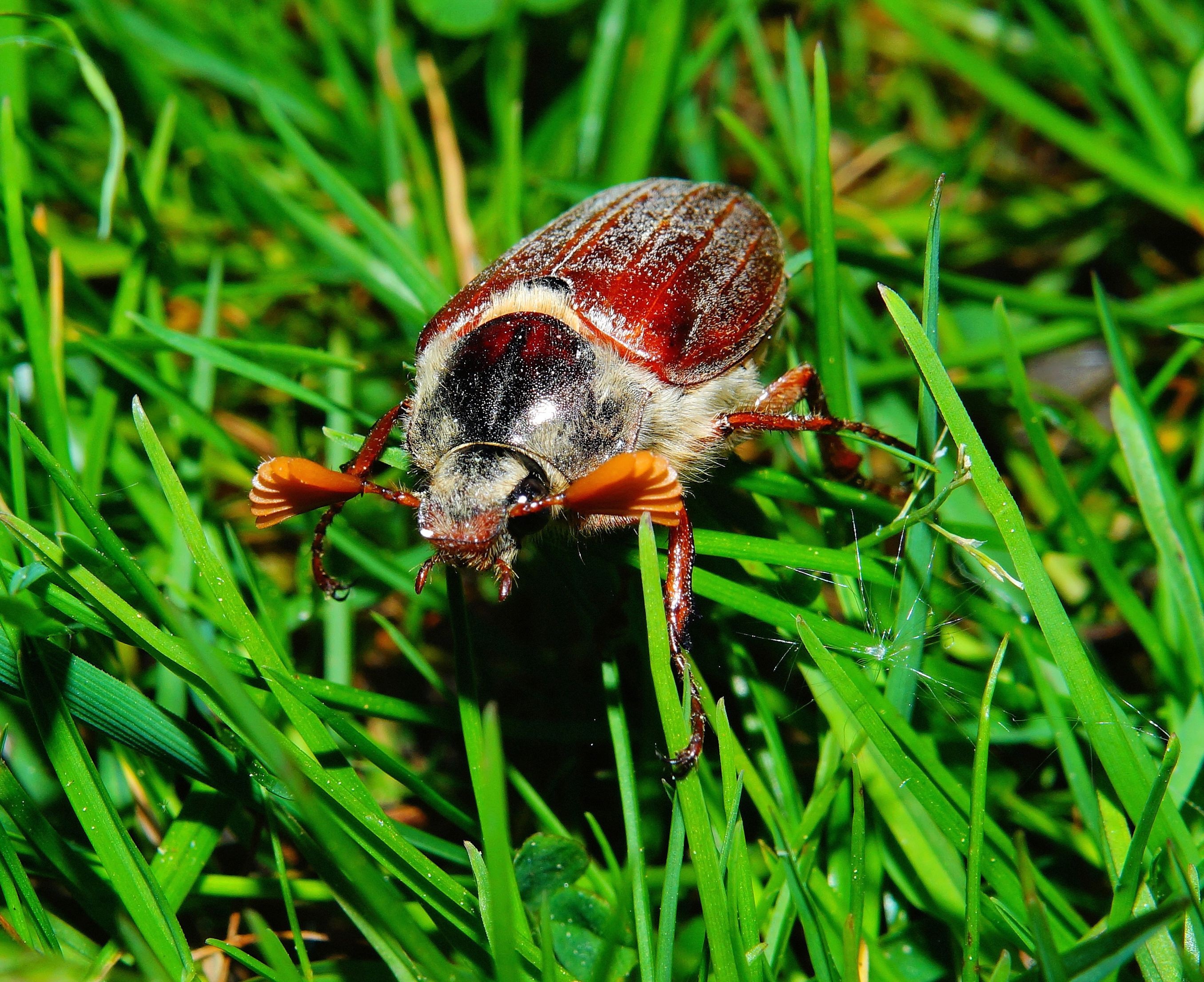 insect, grass, macro, chafer, cockchafer