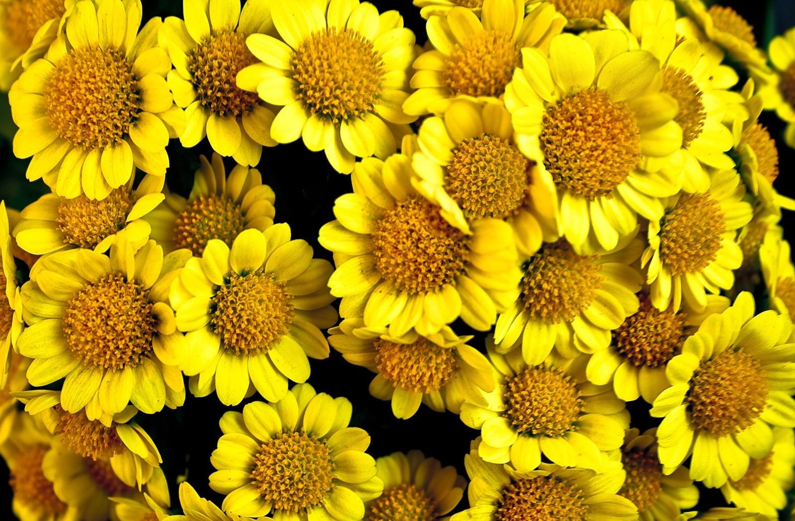 flowers, yellow, close up, solar