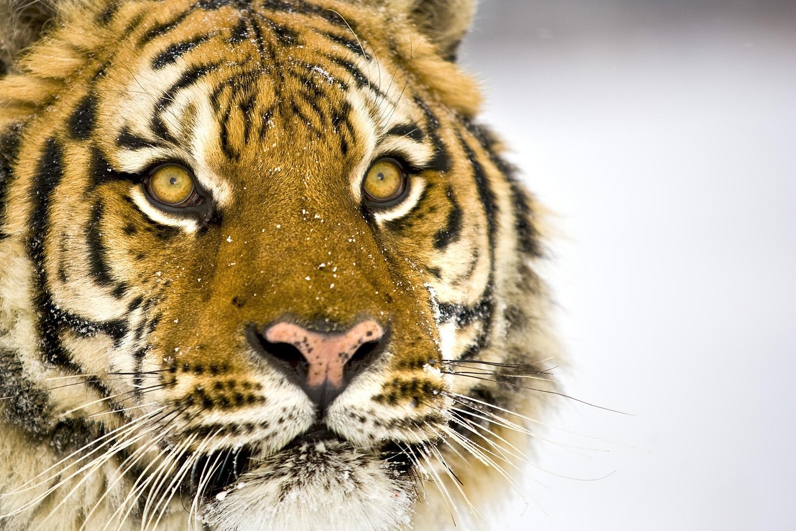 animals, tiger, predator, muzzle 3d Wallpaper