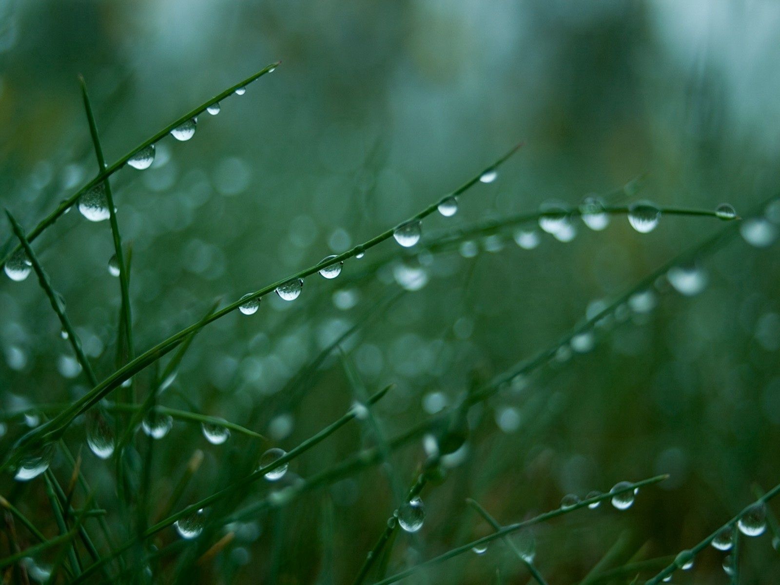 1080p pic green, grass, drops, macro