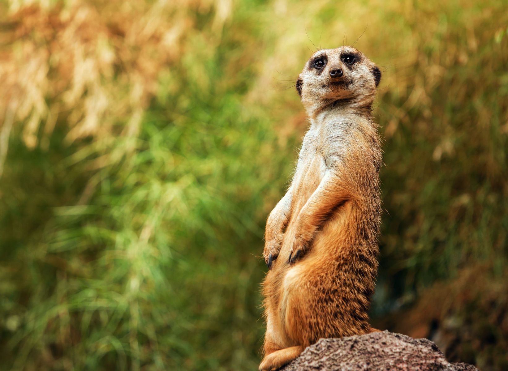 Download mobile wallpaper Animals, Meerkat, Surikat, Cool, Sits, Is