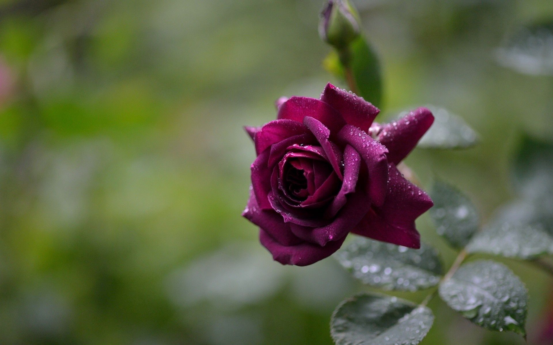 Laden Sie das Drops, Blume, Makro, Rose, Blütenblätter-Bild kostenlos auf Ihren PC-Desktop herunter
