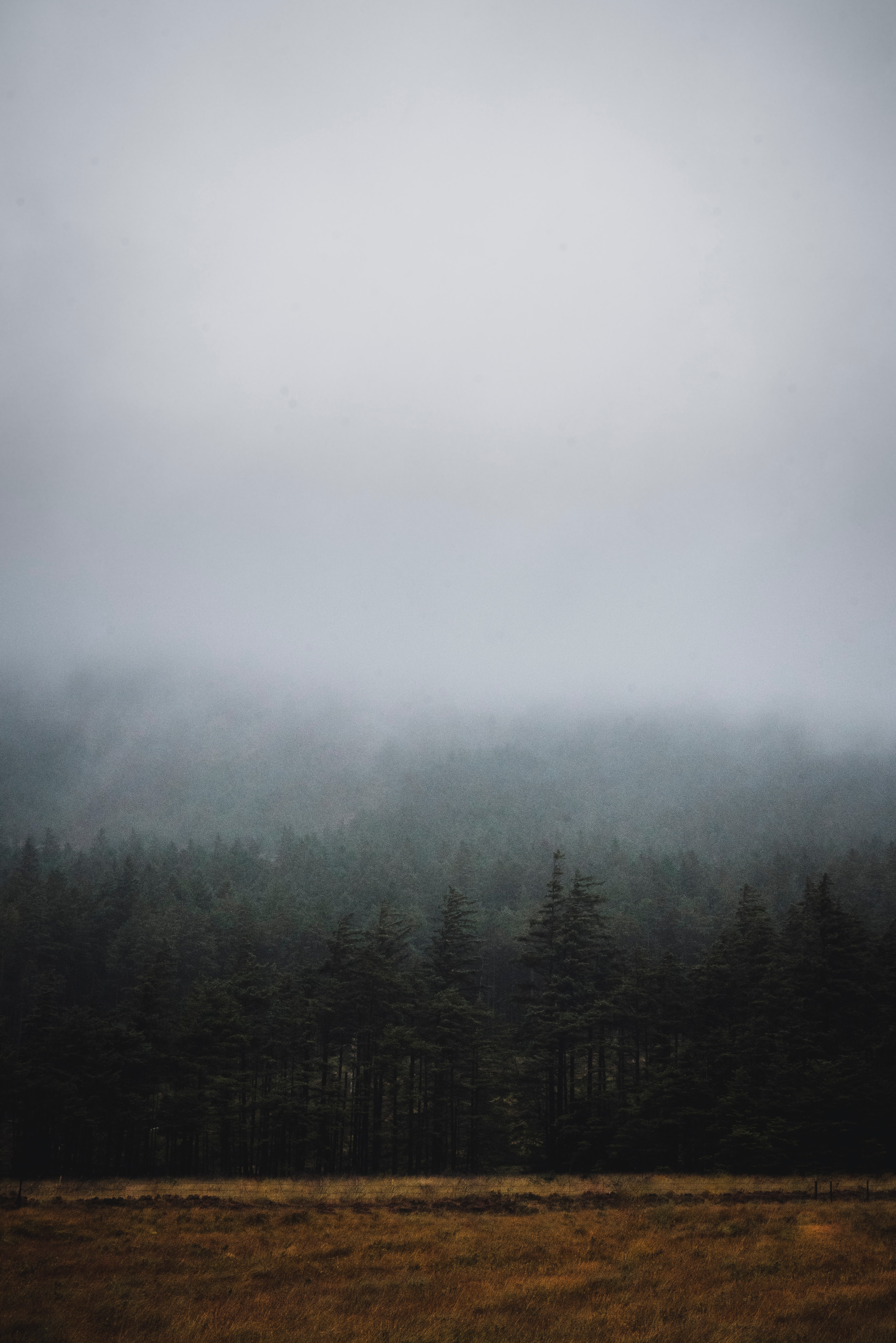forest, nature, trees, fog, spruce, fir, darkness