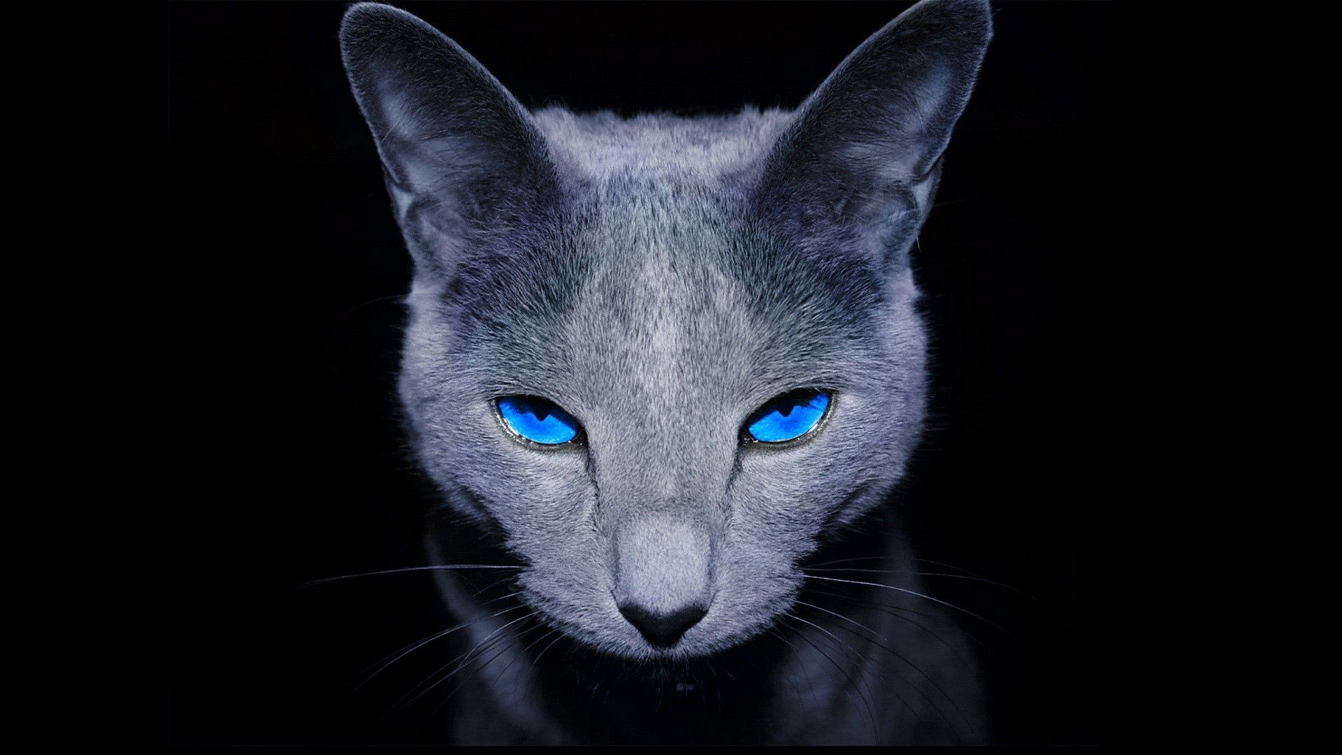 81809 завантажити шпалери кіт, темний, тінь, тварини, блакитноокий, кішка - заставки і картинки безкоштовно