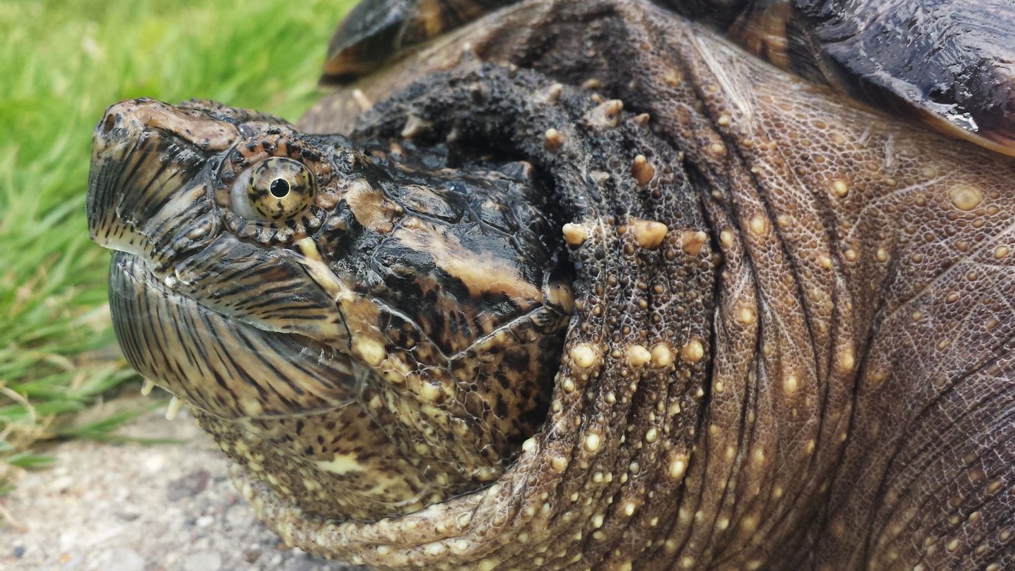 Windows Wallpaper Snapping Turtle carapace, shell, animals, reptile.