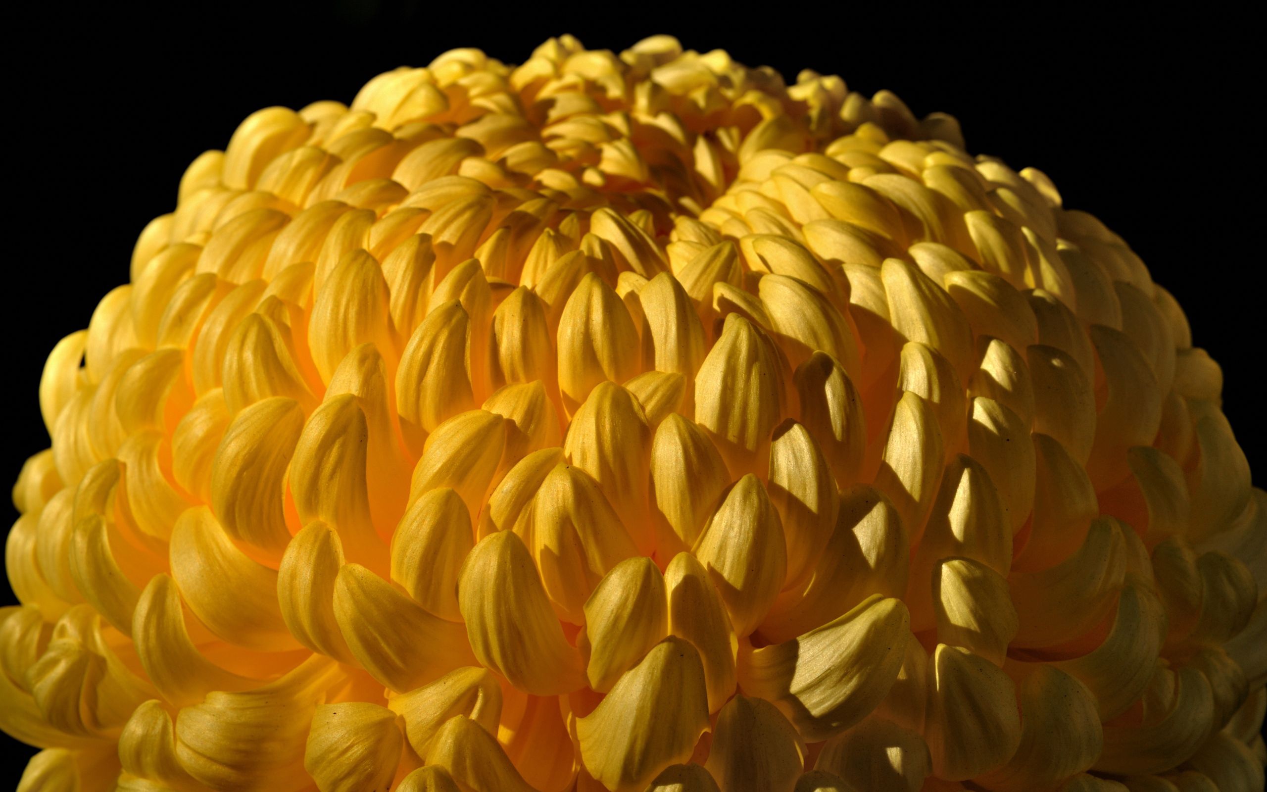 65431 Hintergrundbilder und Chrysantheme Bilder auf dem Desktop. Laden Sie blume, gelb, makro Bildschirmschoner kostenlos auf den PC herunter
