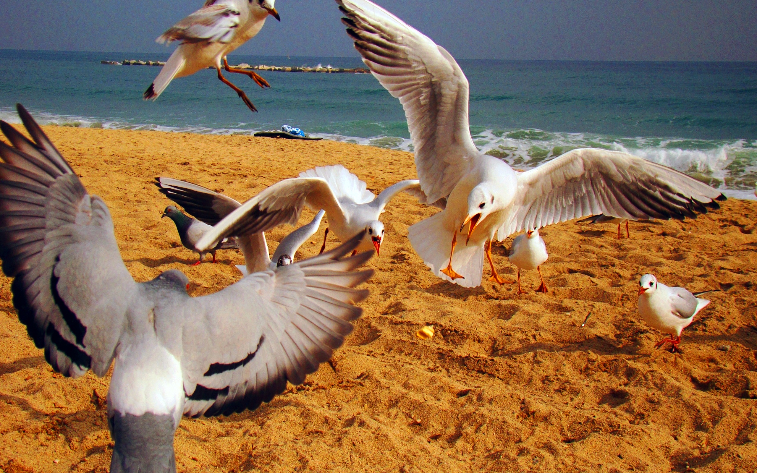 animal, bird, beach, dove, seagull, spain, birds HD wallpaper