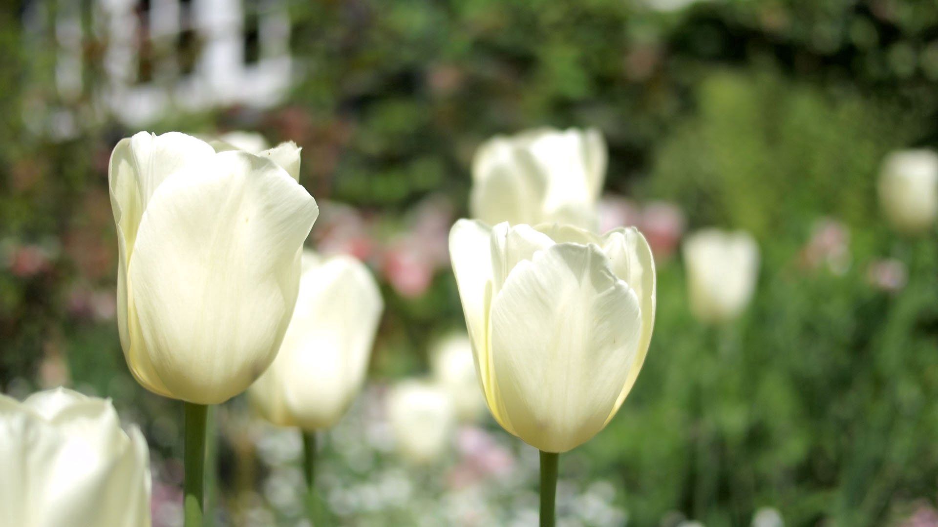 Stem tulips, bud, flowers, stalk 8k Backgrounds