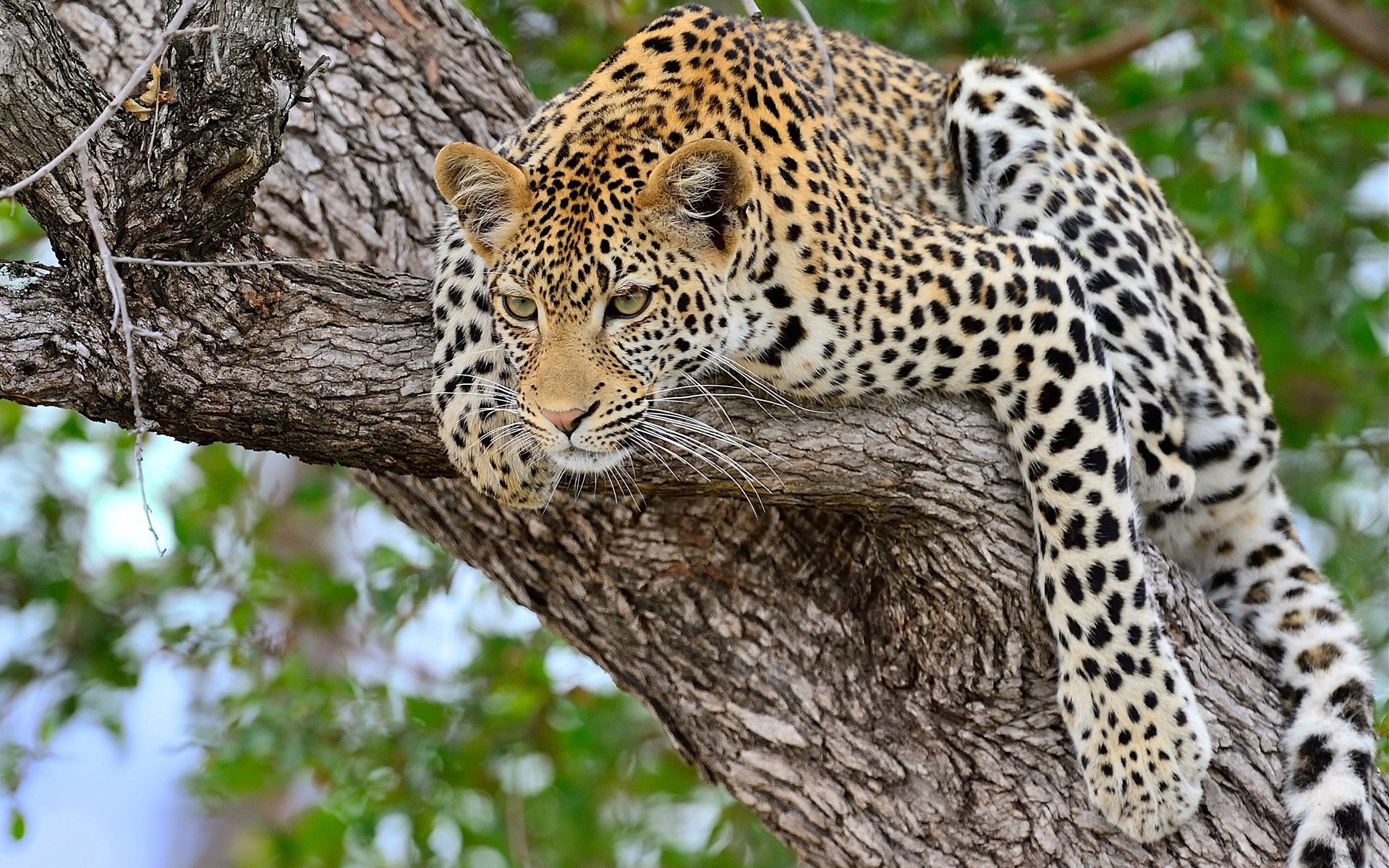 animals, tree, wood, to lie down Leopard Cellphone FHD pic