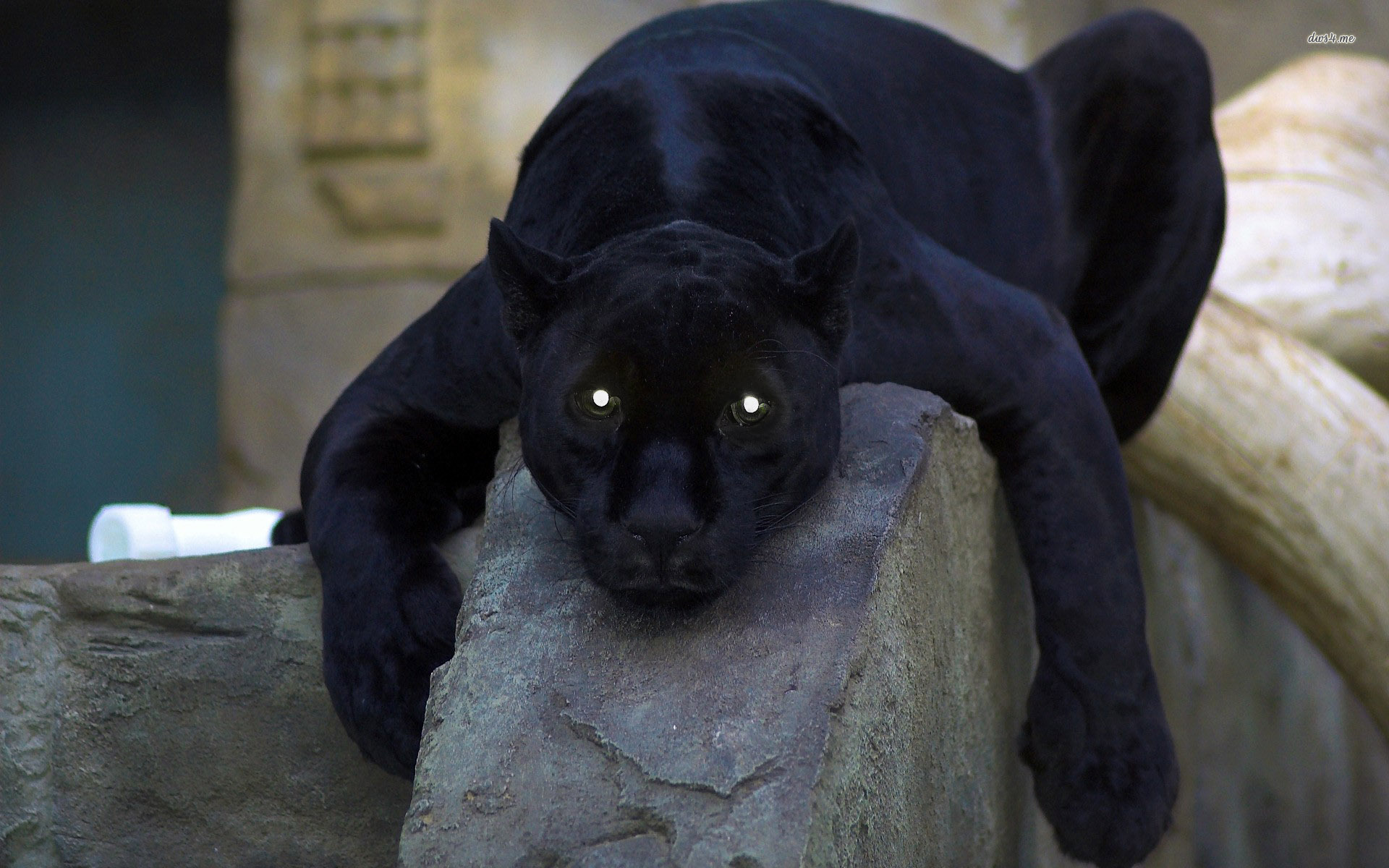 animal, black panther, panther, cats 8K