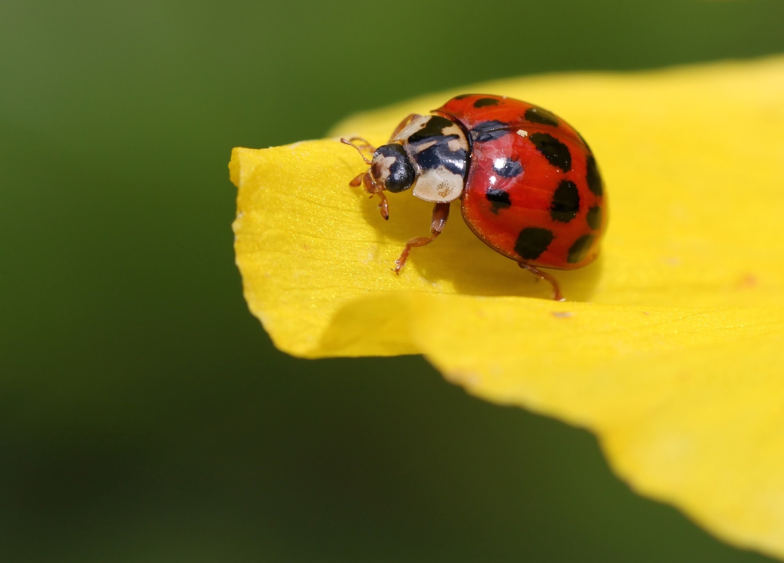 Ultra HD 4K ladybird, insect, sheet, leaf
