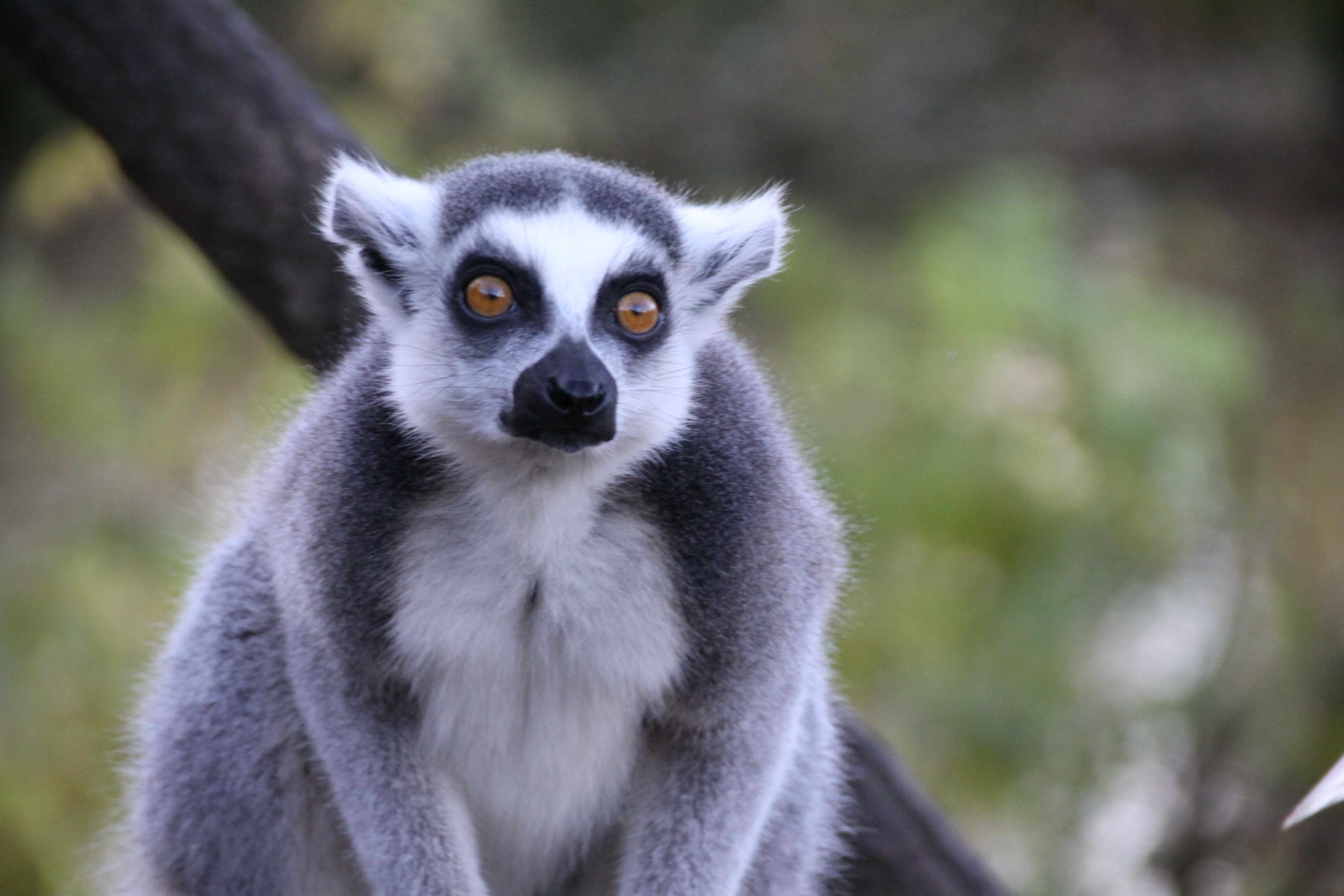 129297 Bild herunterladen tiere, sicht, meinung, tier, lemur - Hintergrundbilder und Bildschirmschoner kostenlos