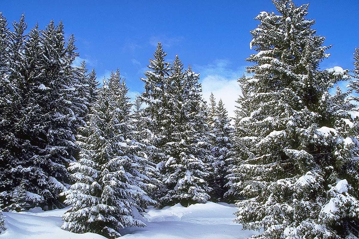 19893 скачать обои елки, зима, пейзаж, деревья, снег, синие - заставки и картинки бесплатно