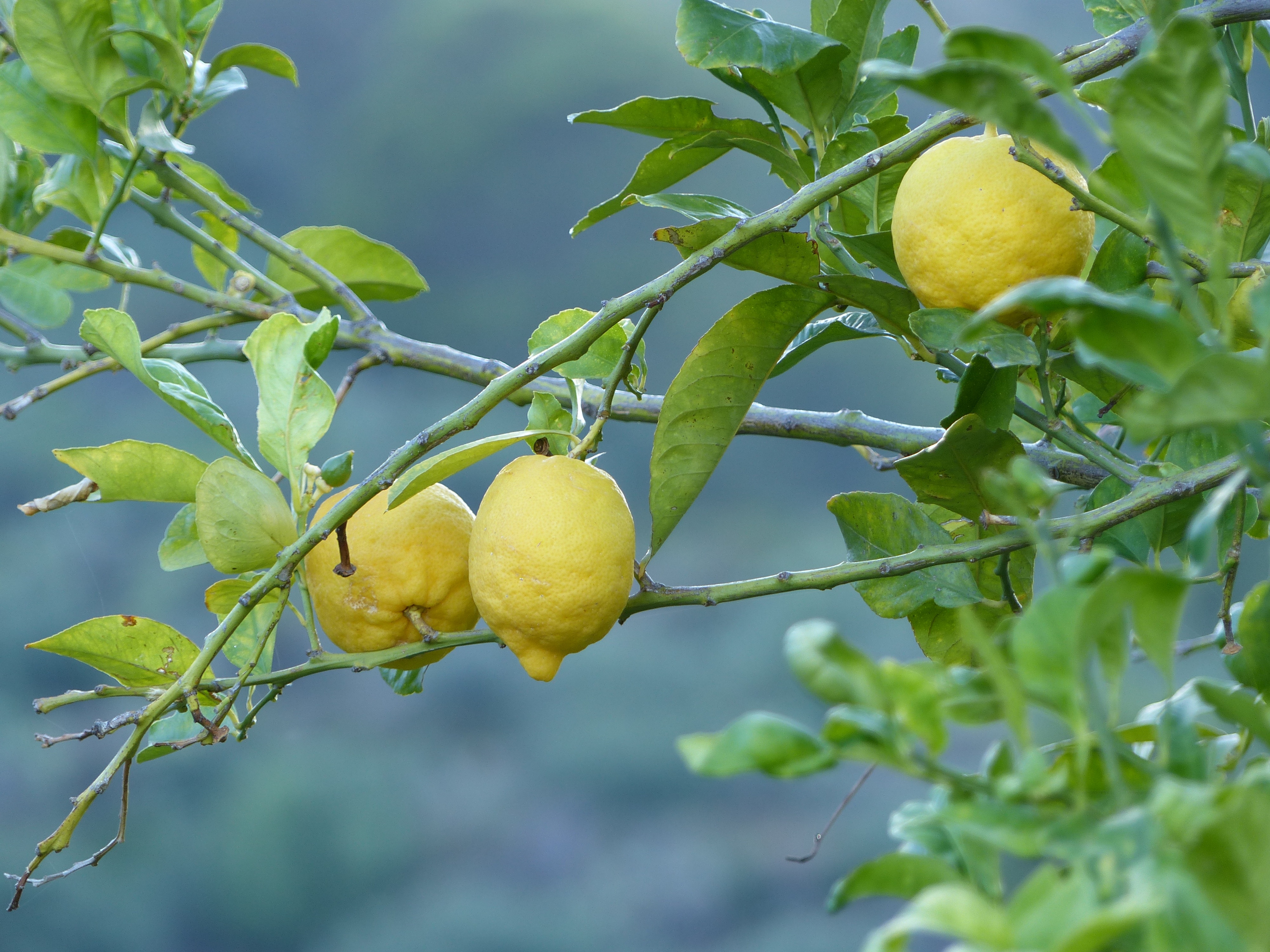144453 download wallpaper fruits, food, lemons, wood, tree, branch screensavers and pictures for free